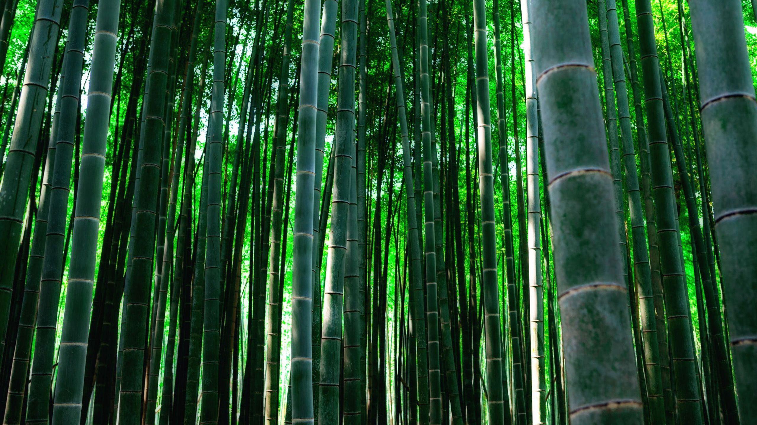 Bamboo Forest HD Wallpapers - Top Free Bamboo Forest HD Backgrounds