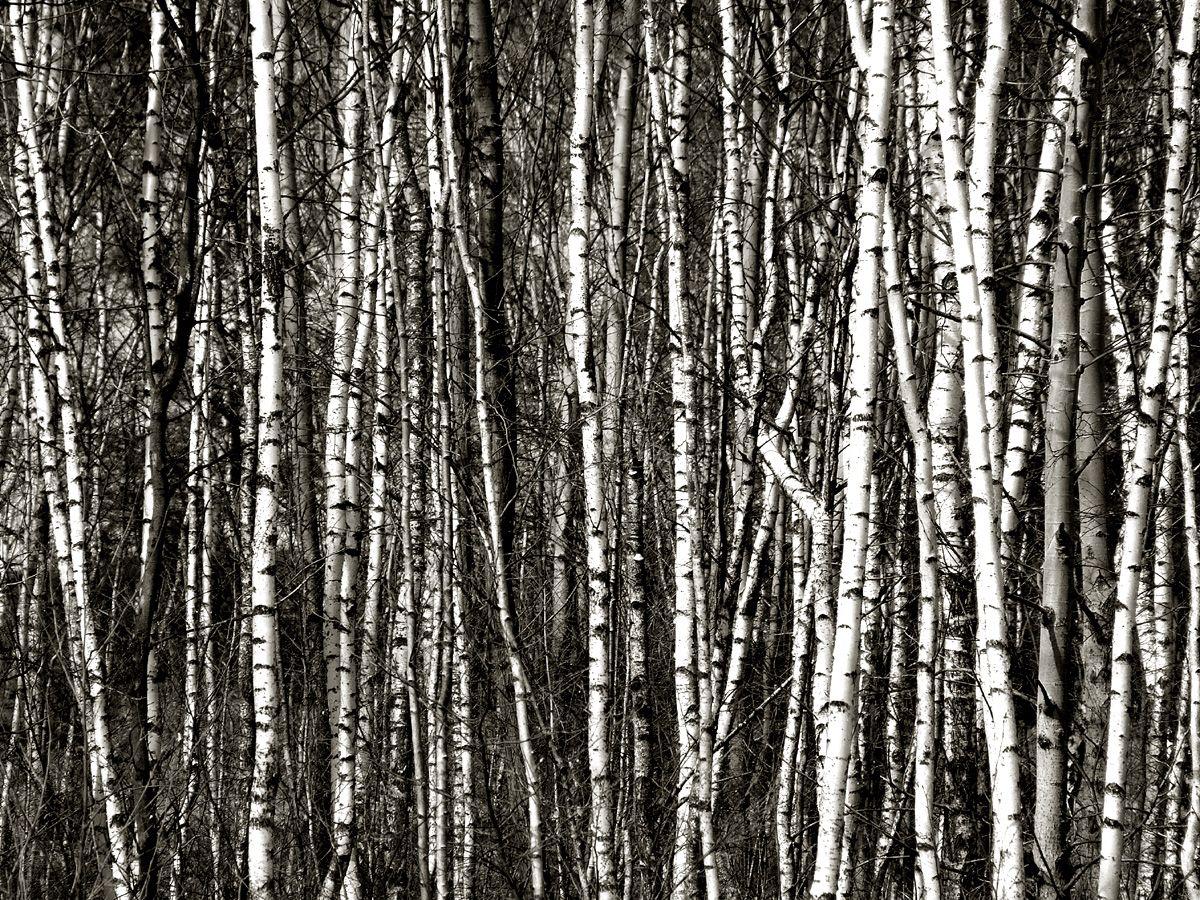 White Birch Wallpapers - Top Free White Birch Backgrounds - WallpaperAccess