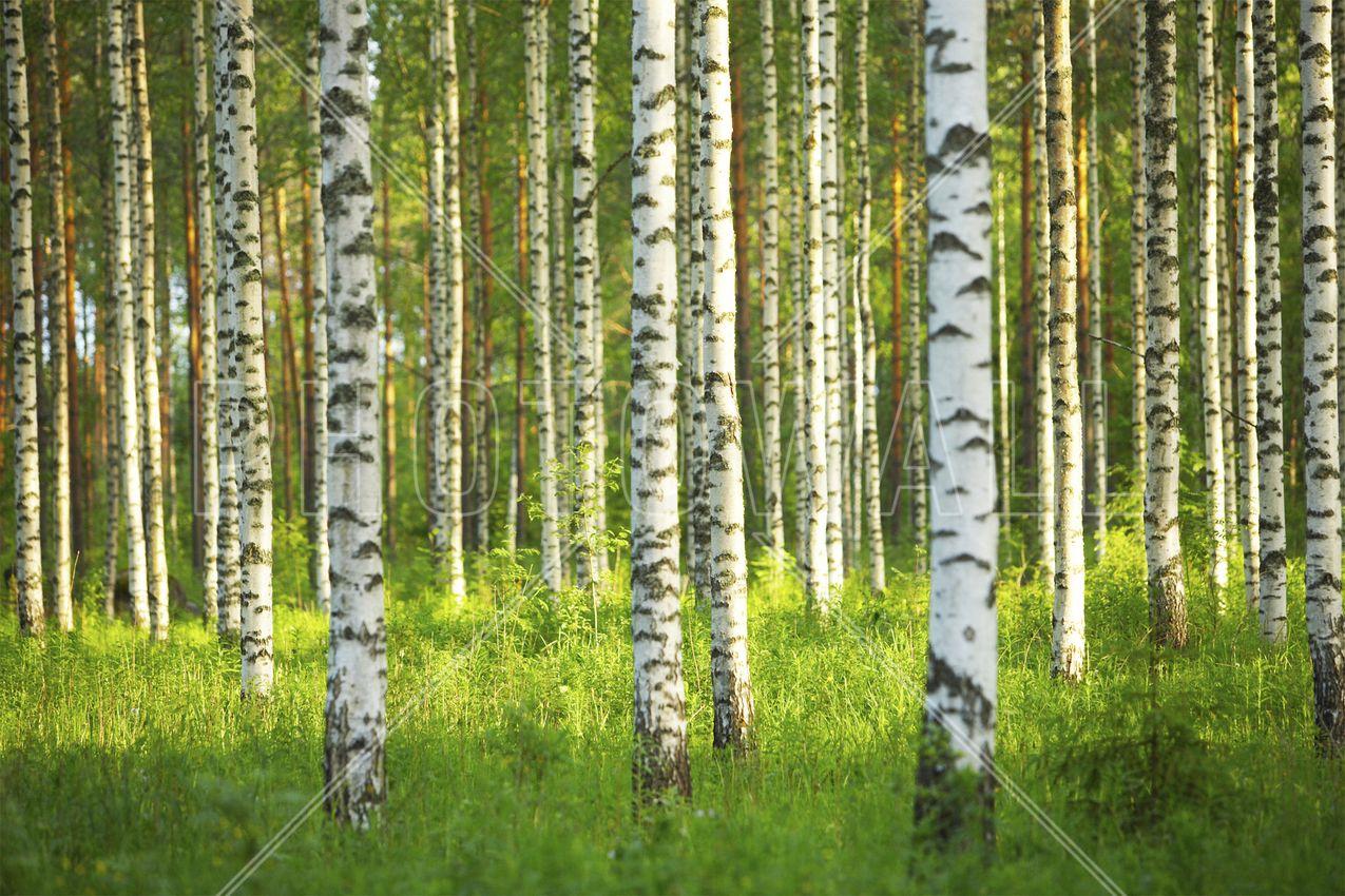 1275x850 Birch wallpaper, Earth, HQ Birch pictureK Wallpaper 2019