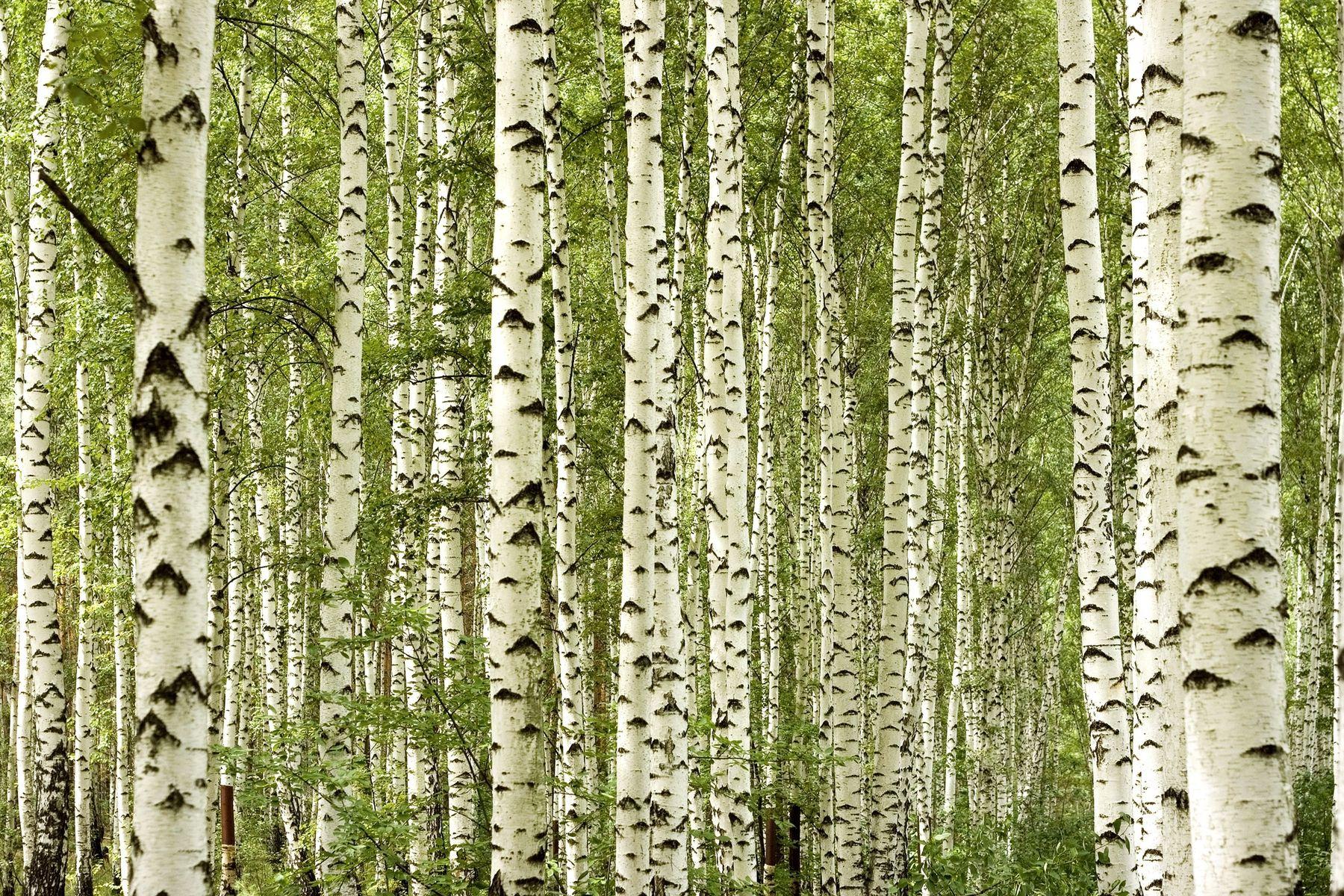 White Birch Wallpapers - Top Free White Birch Backgrounds - WallpaperAccess
