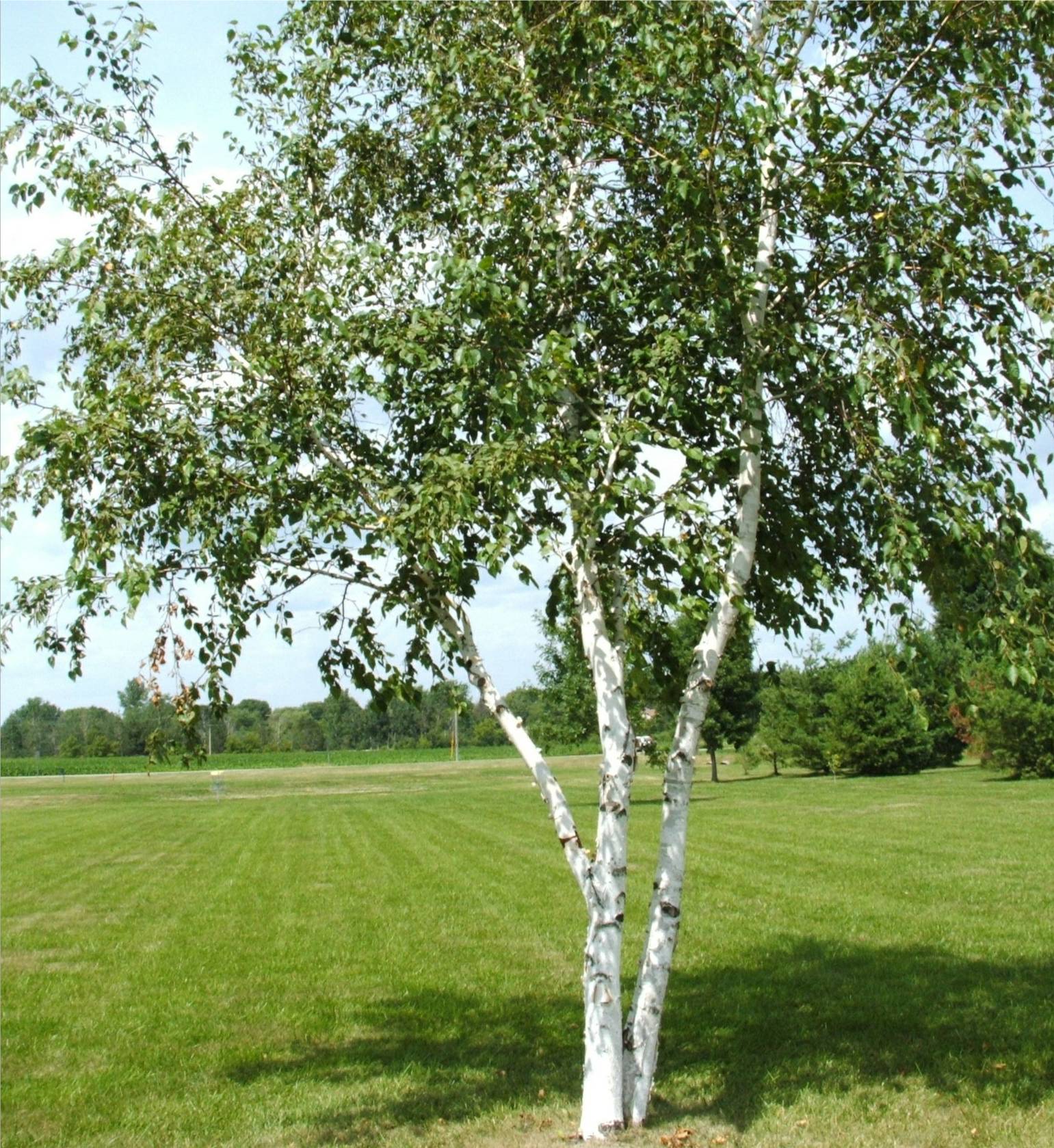 White Birch Wallpapers Top Free White Birch Backgrounds WallpaperAccess 3943138