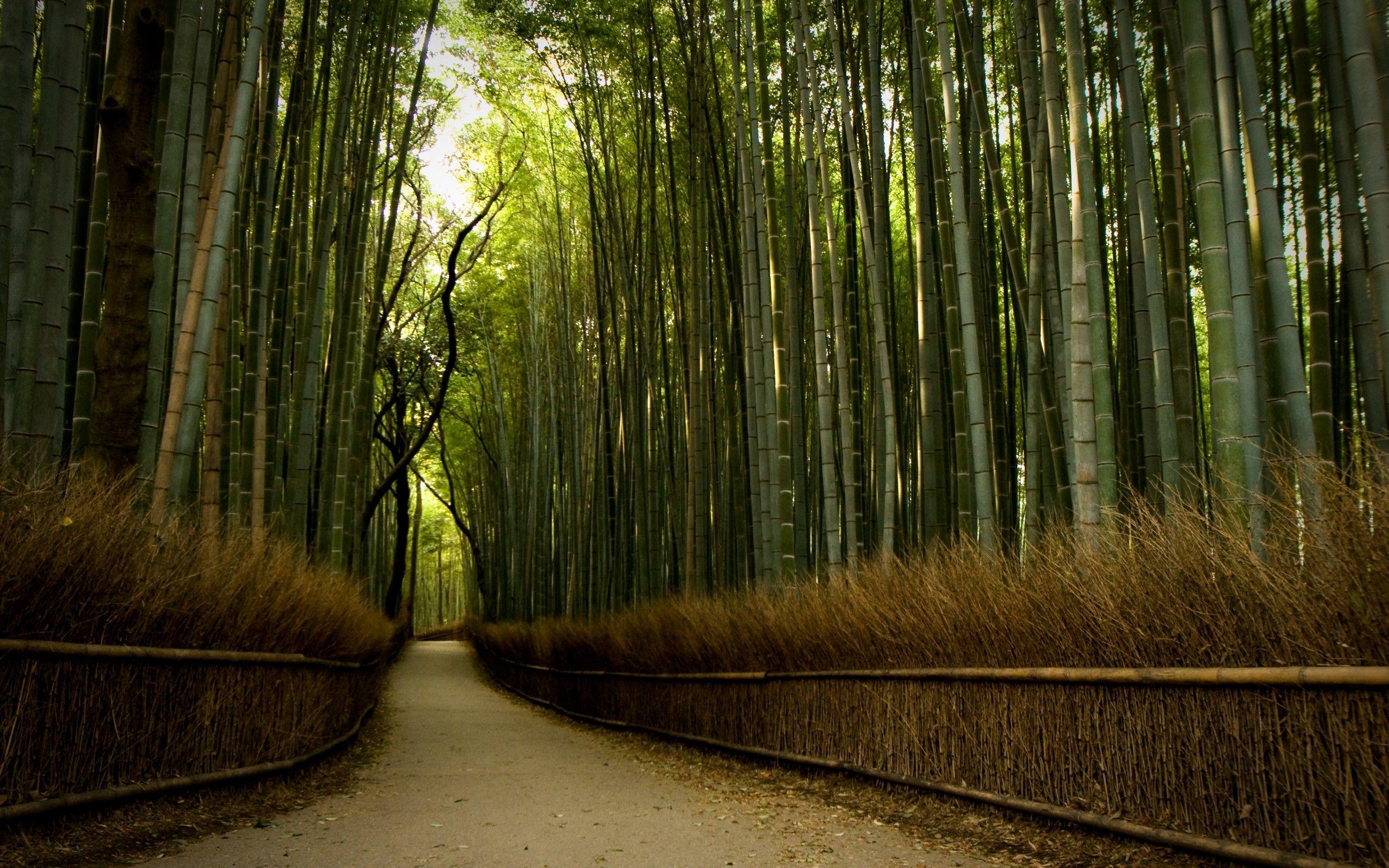 2560x1600 Descargar 2560x1600 Bamboo Forest HD Fondo de pantalla