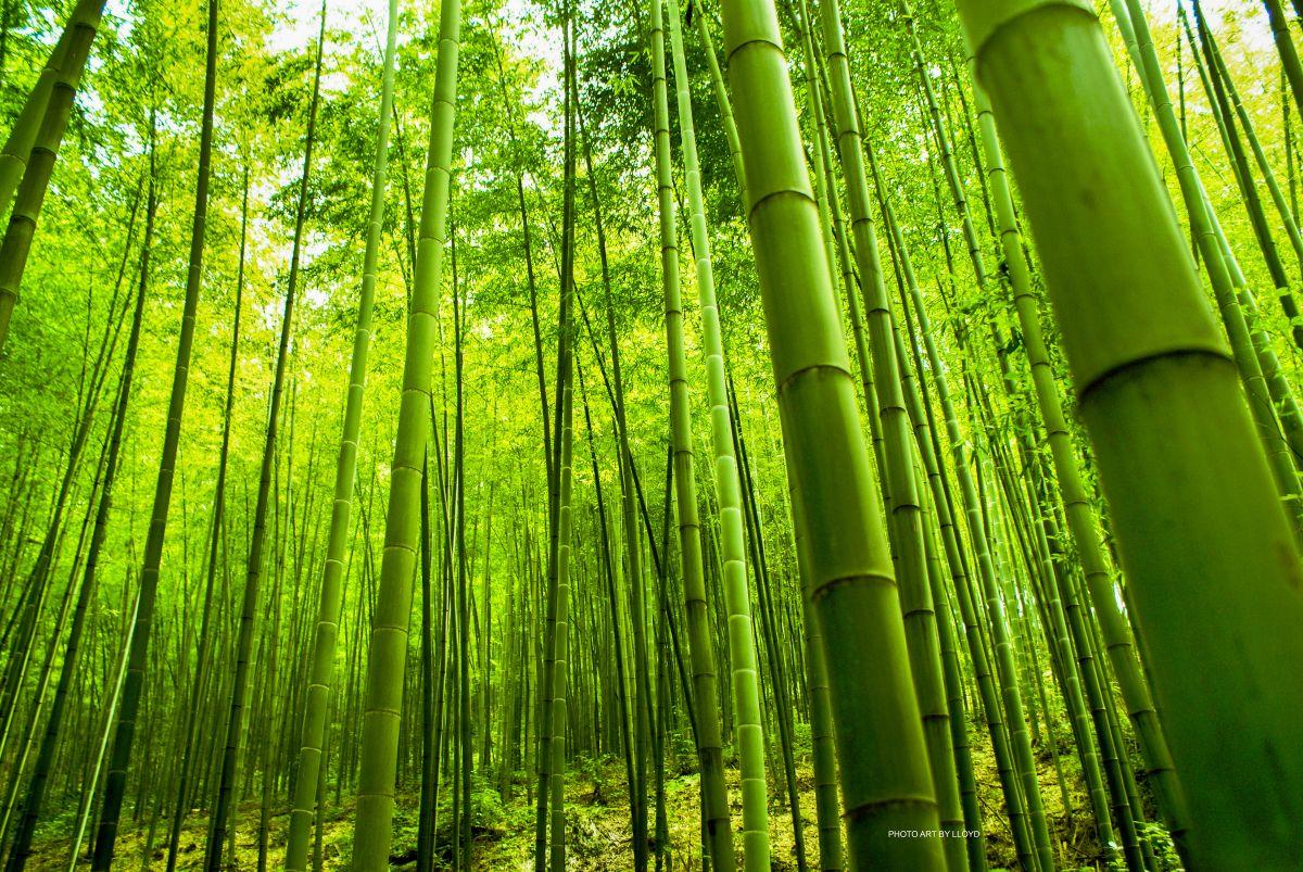 Bamboo Forest HD Wallpapers - Top Free Bamboo Forest HD Backgrounds ...