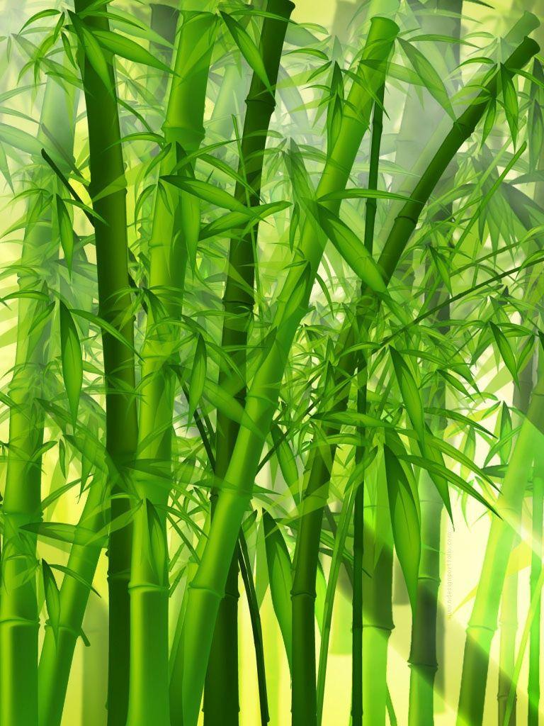 Bamboo Forest HD Wallpapers - Top Free Bamboo Forest HD Backgrounds ...