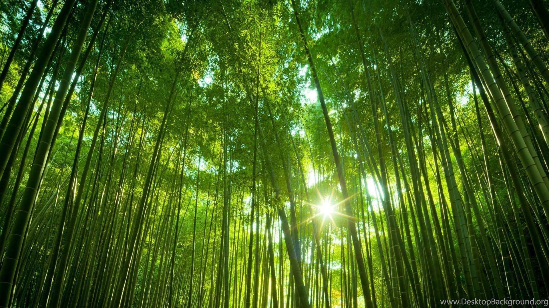 1920x1080 Download Free Bamboo Forest Nature HD Wallpaper Desktop Background
