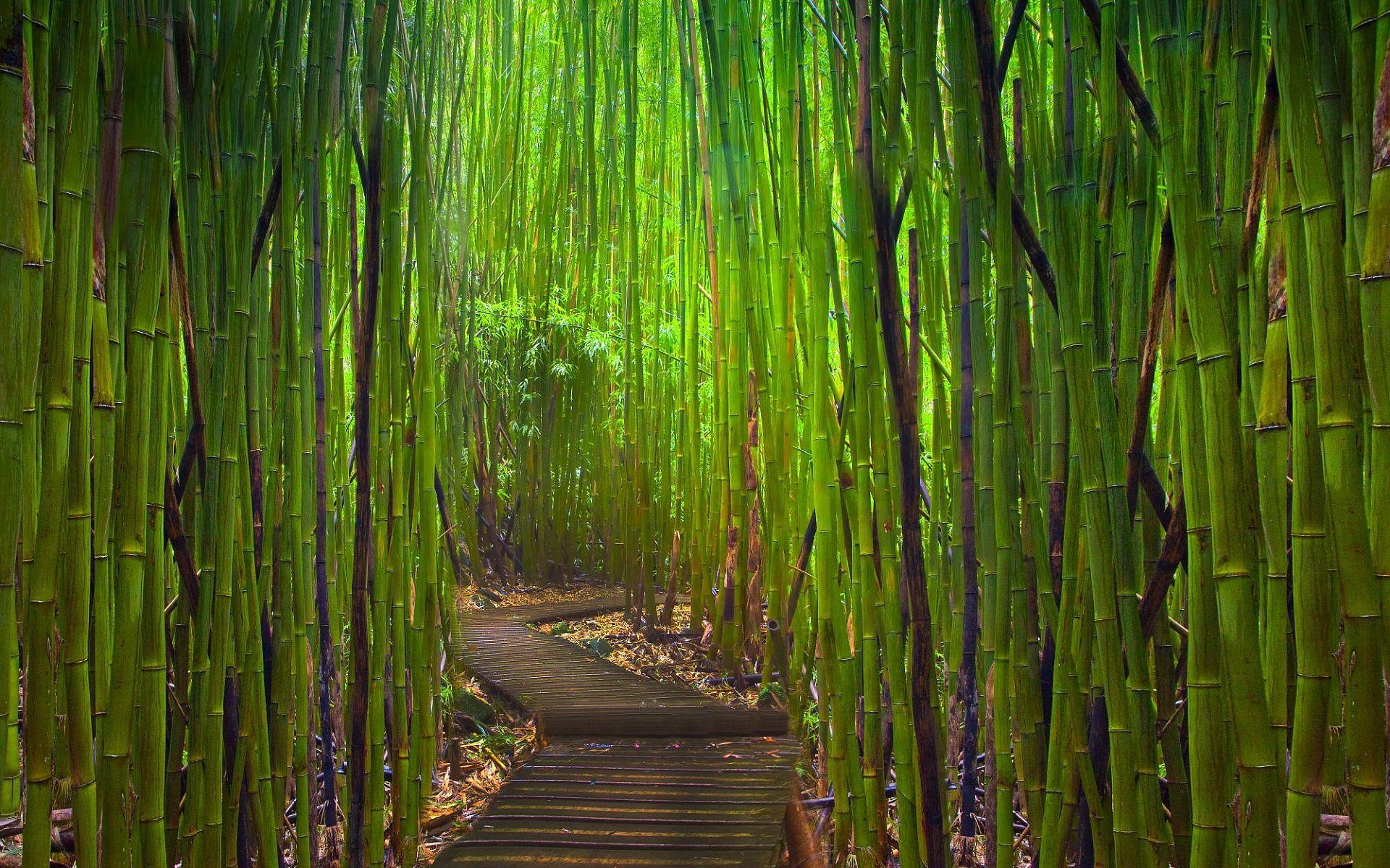 1920x1200 Road in bamboo forest wallpaper. Road in bamboo forest