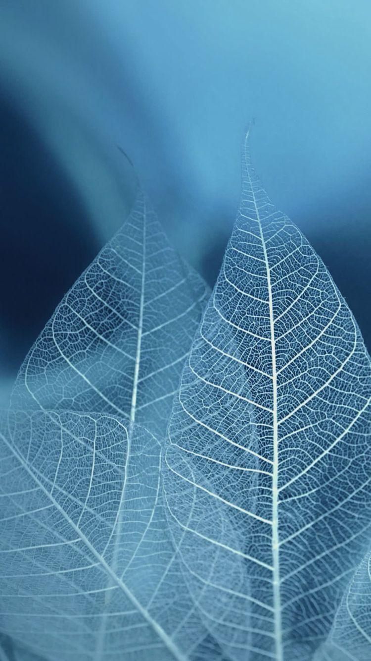 Blue Leaf Wallpapers - Top Free Blue Leaf Backgrounds - WallpaperAccess