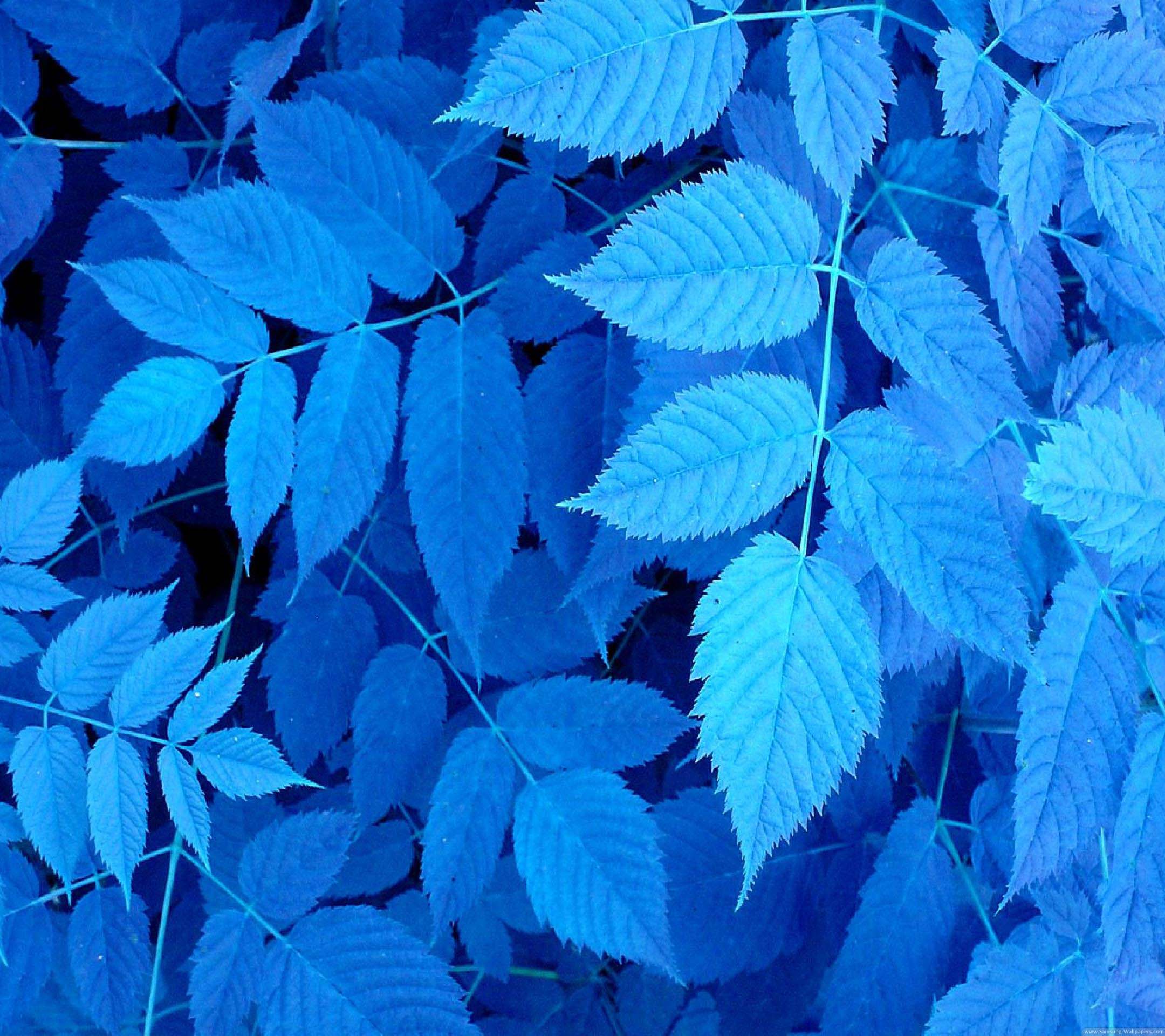 Blue Leaf Wallpapers - Top Free Blue Leaf Backgrounds - WallpaperAccess