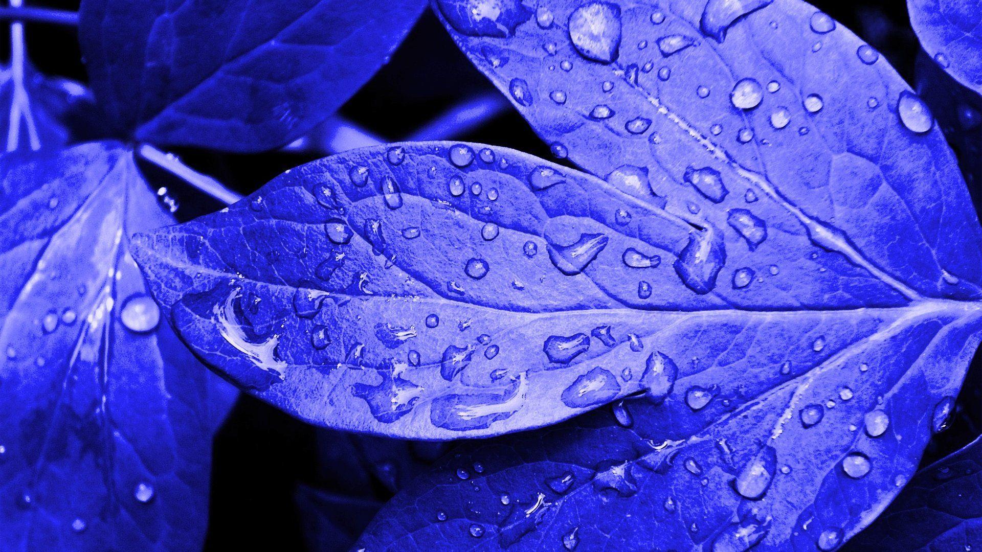 Blue Leaf Wallpapers - Top Free Blue Leaf Backgrounds - WallpaperAccess