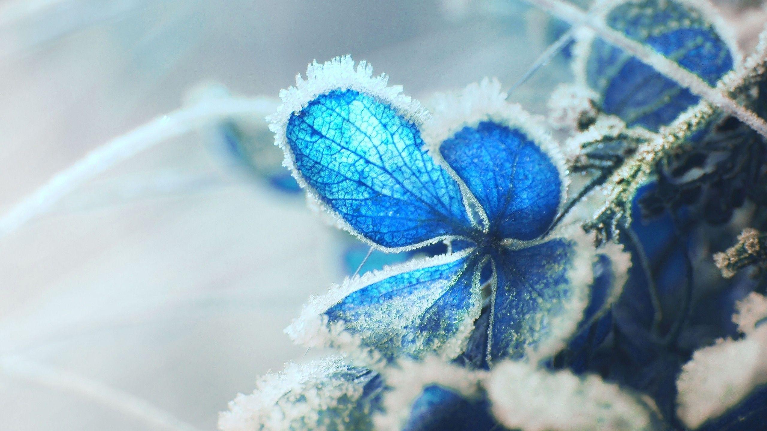 2560x1440 Download 2560x1440 Hydrangea, Blue Leaf, Frost, Close Up Wallpaper For IMac 27 Inch