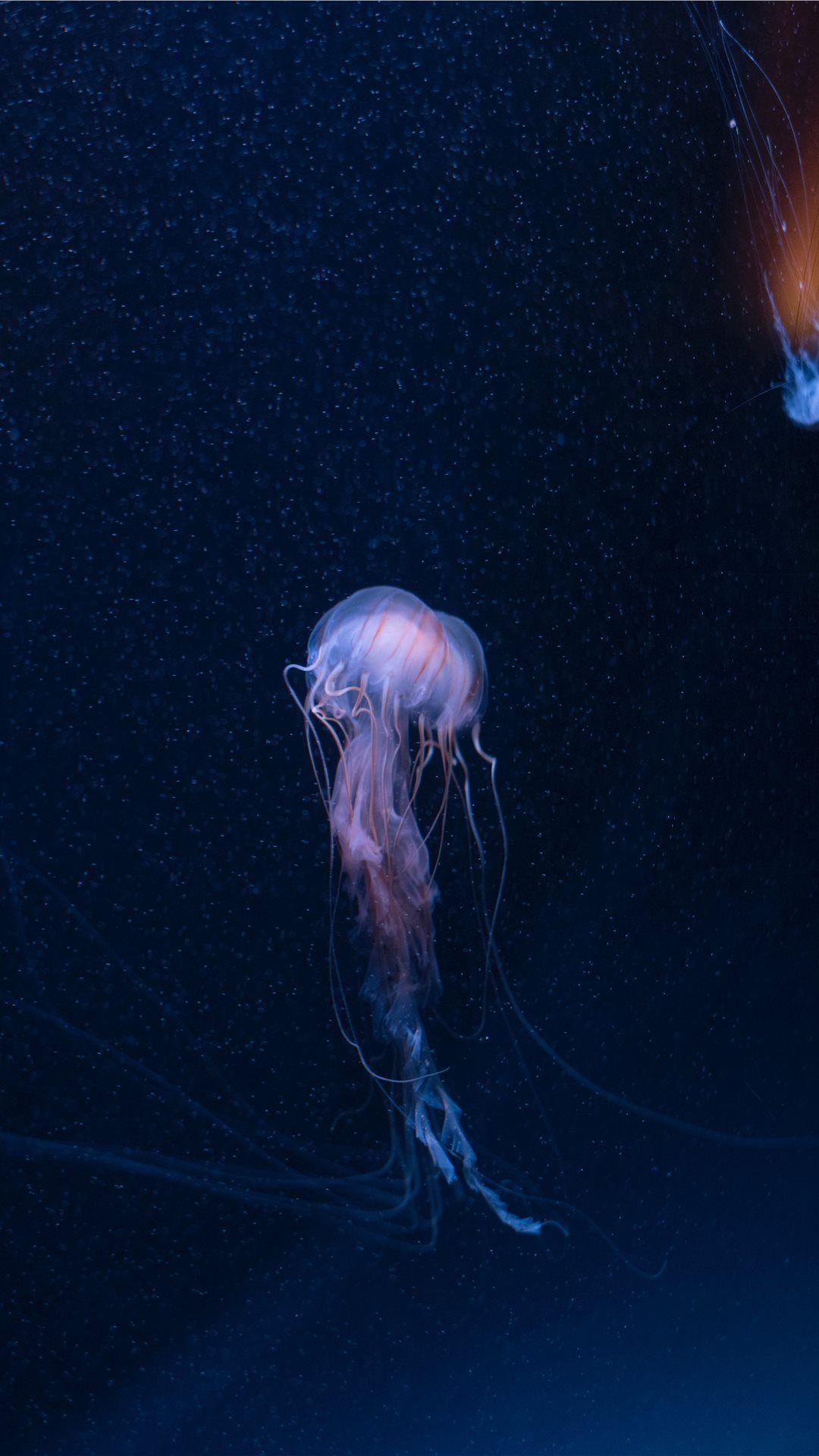 1080x1920 Best oceanlife iPhone 8 Wallpaper HD