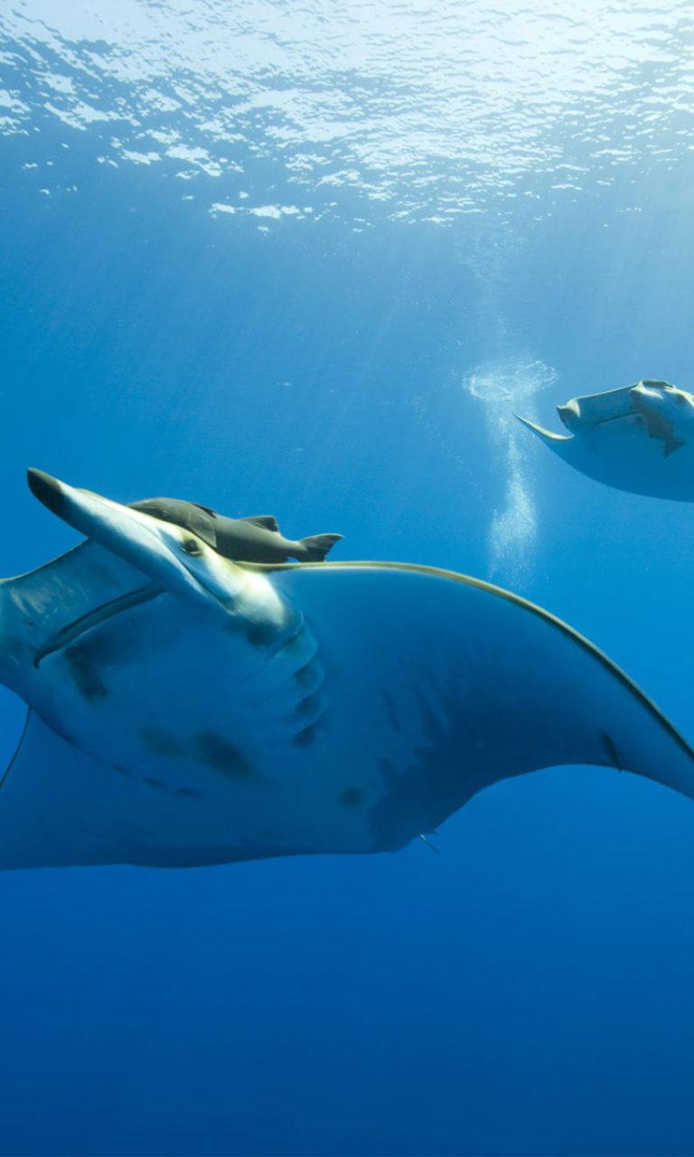 768x1280 Ocean Life HD Wallpaper. HD Wallpaper Download
