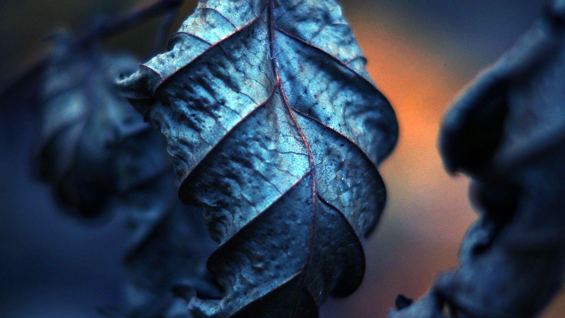 Blue Leaf Wallpapers - Top Free Blue Leaf Backgrounds - WallpaperAccess