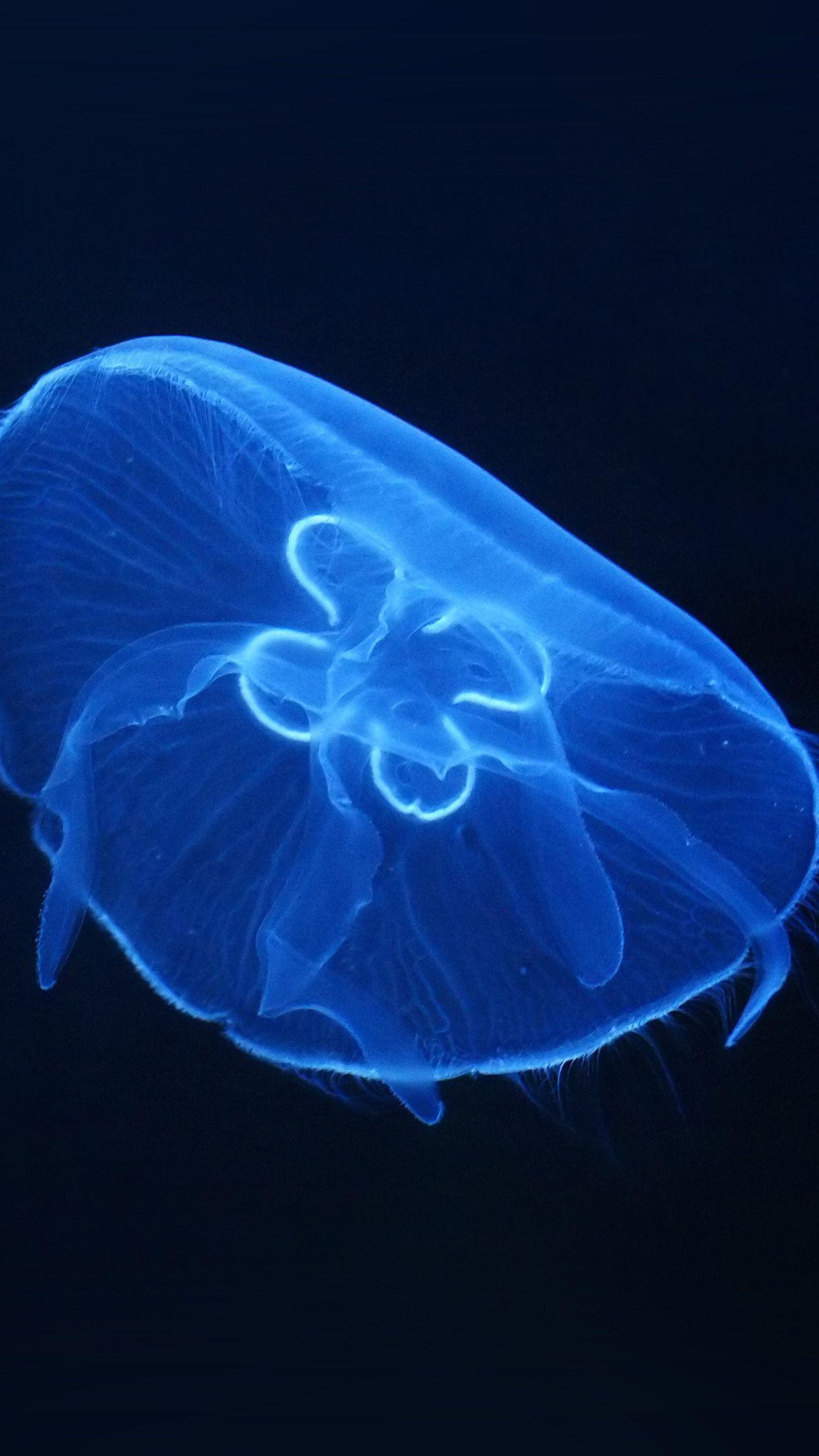 1242x2208 iPhoneXpapers ocean life jellyfish blue dark nature