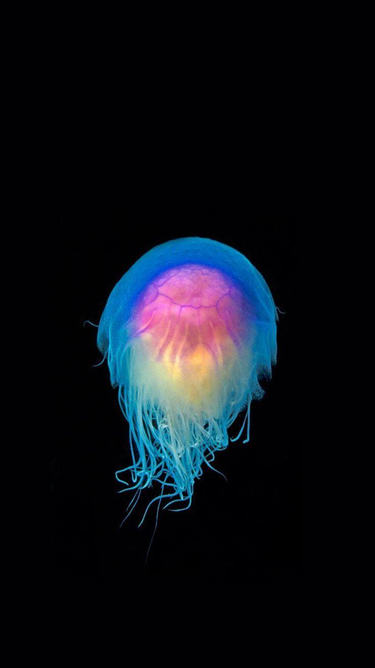 736x1309 Jellyfish Glow In The Dark Ocean HD Wallpaper
