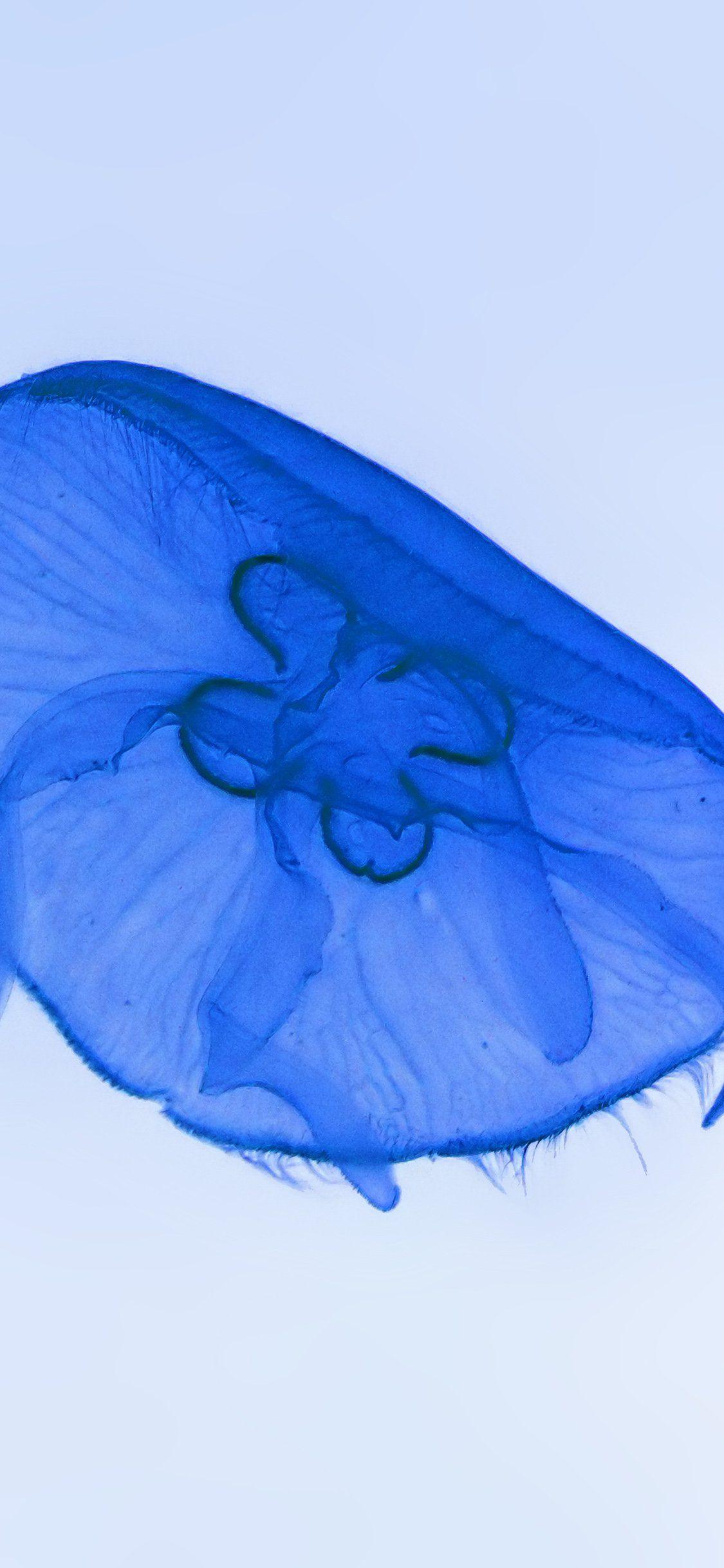 Ocean Life iPhone Wallpapers Top Free Ocean Life iPhone Backgrounds