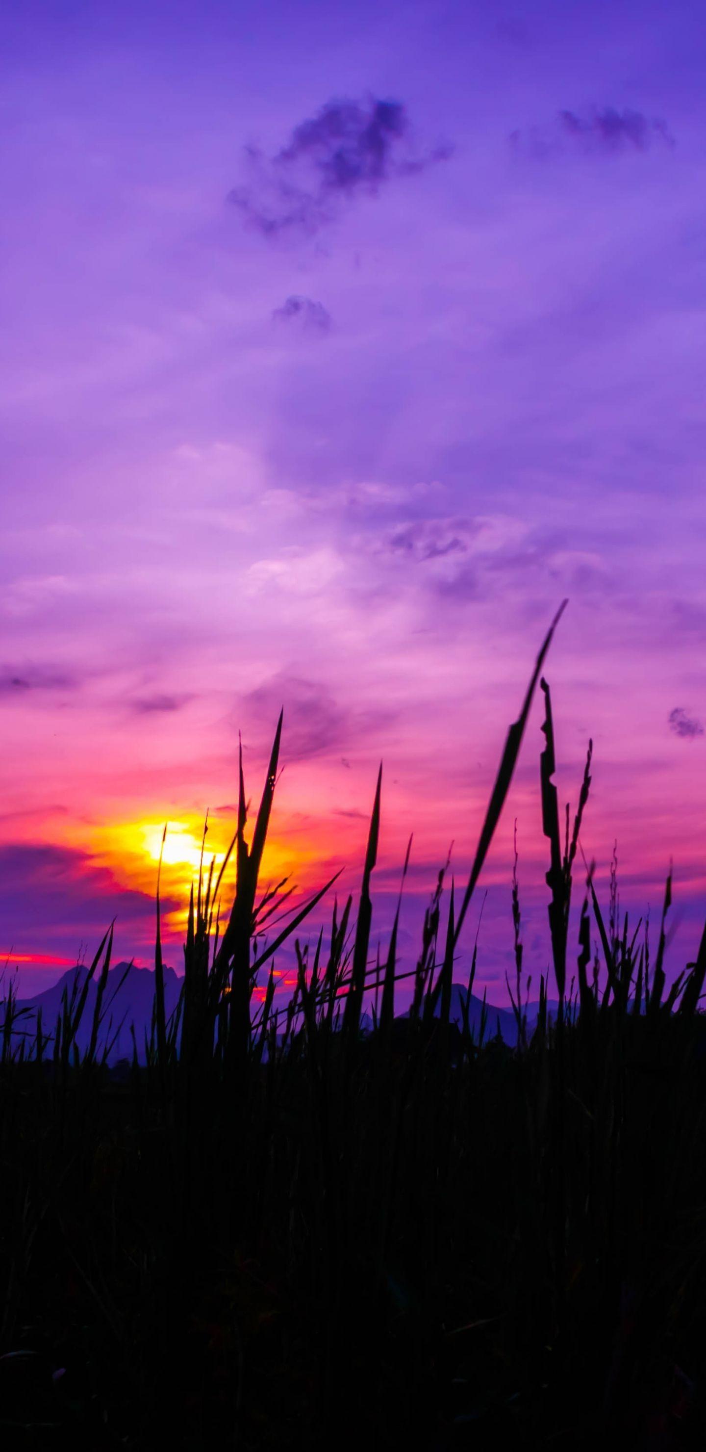 1440x2960 Download 1440x2960 wallpaper twilight, sunset, purple sky, grass, samsung galaxy s samsung galaxy s8 plus, 1440x2960 HD image, background, 1331