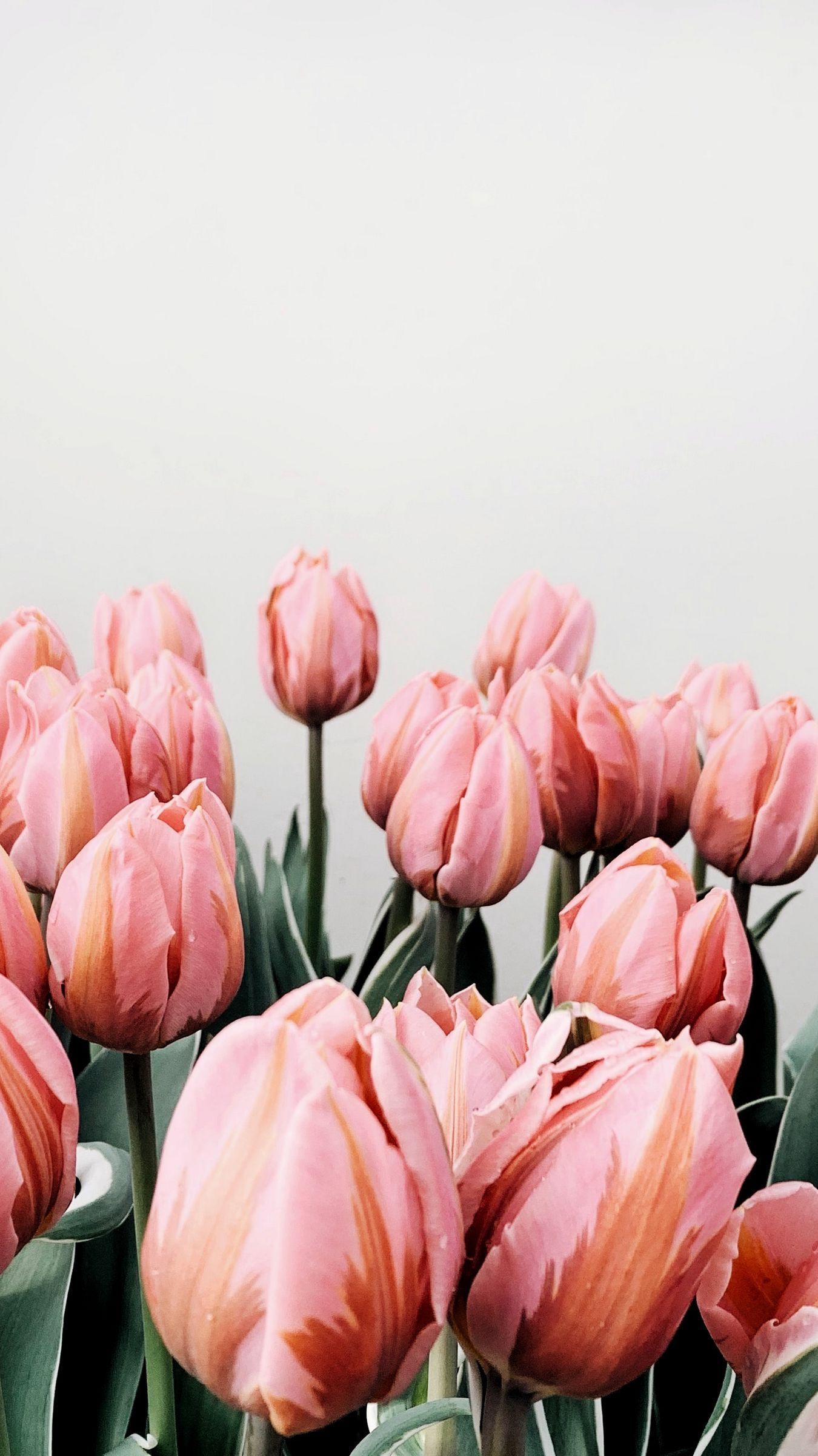 1350x2400 Download wallpaper 1350x2400 tulips, flowers, pink, bloom iphone 8+/7+/6s+/for parallax HD background