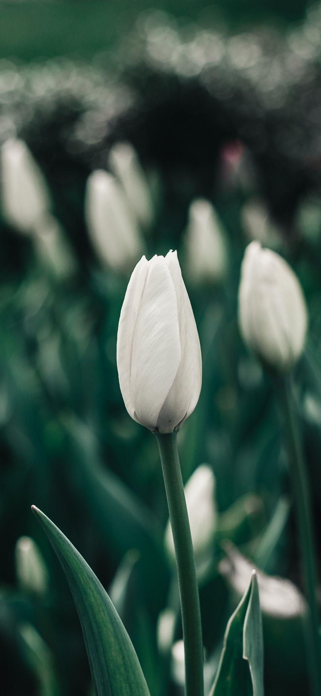 1125x2436 Download 1125x2436 wallpaper portrait, white tulips, farm, iphone x 1125x2436 HD image, background, 21482