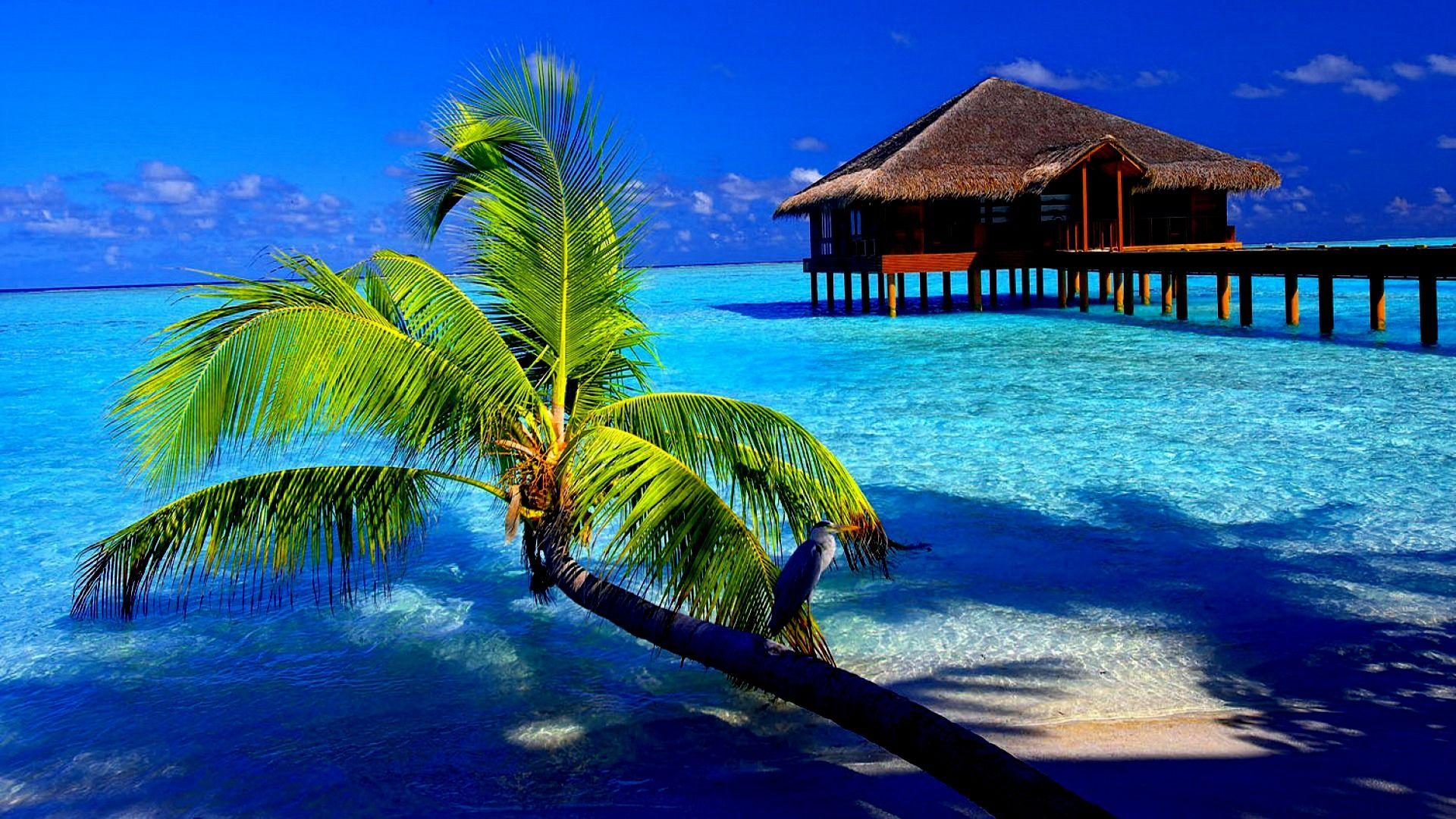 Free download Tropical Beach Resorts 4K HD Desktop Wallpaper for 4K Ultra HD  1600x1200 for your Desktop Mobile  Tablet  Explore 46 Tropical  Computer Backgrounds  Tropical Backgrounds For Computer Tropical