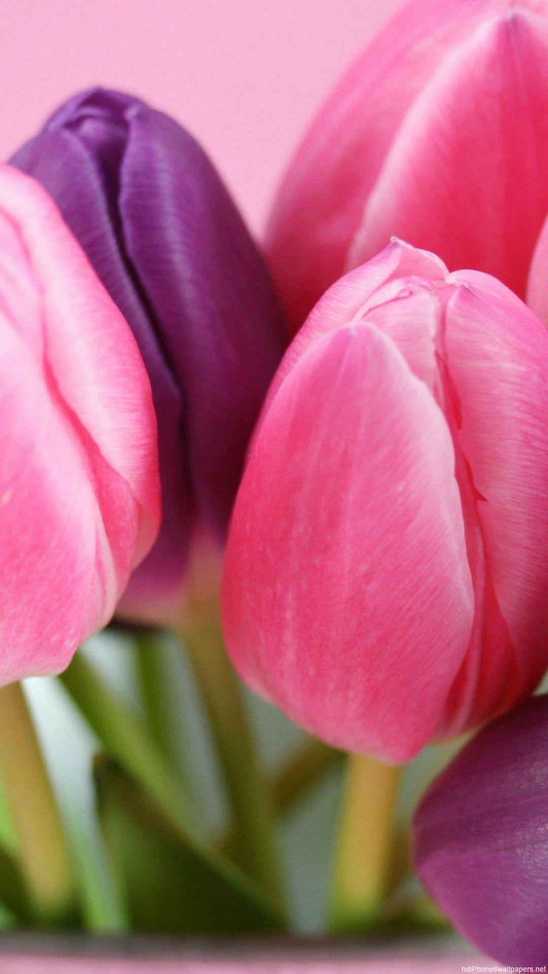 iPhone Tulip Wallpapers - Top Free iPhone Tulip Backgrounds