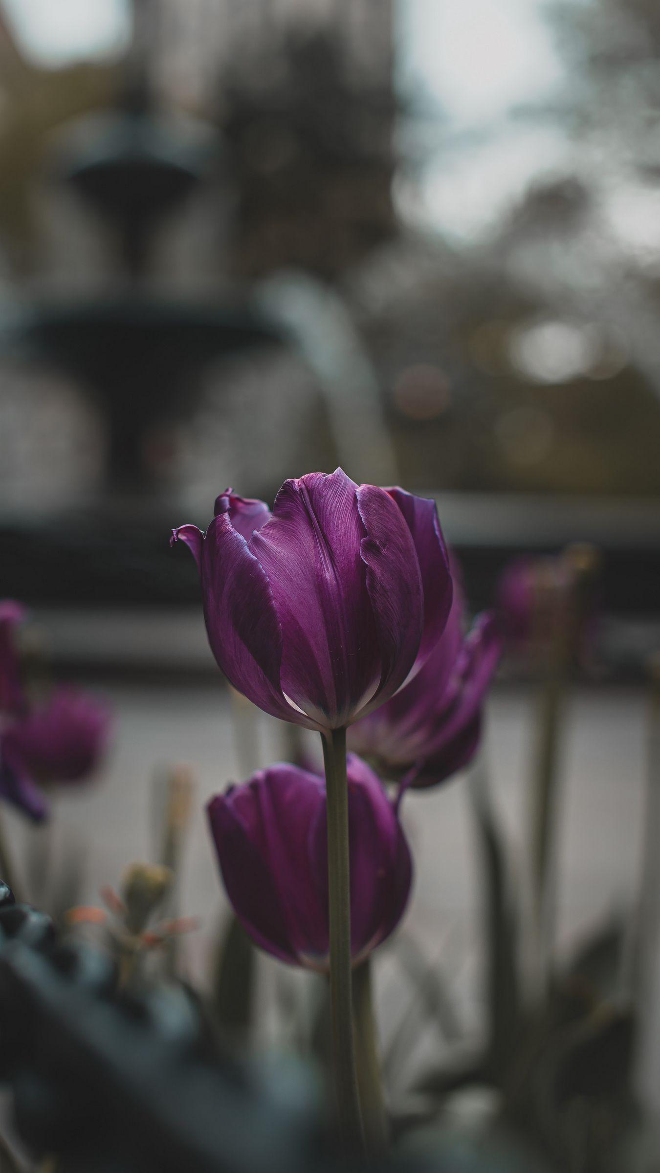 1350x2400 Download wallpaper 1350x2400 tulips, purple, flowers, plants, bloom iphone 8+/7+/6s+/for parallax HD background