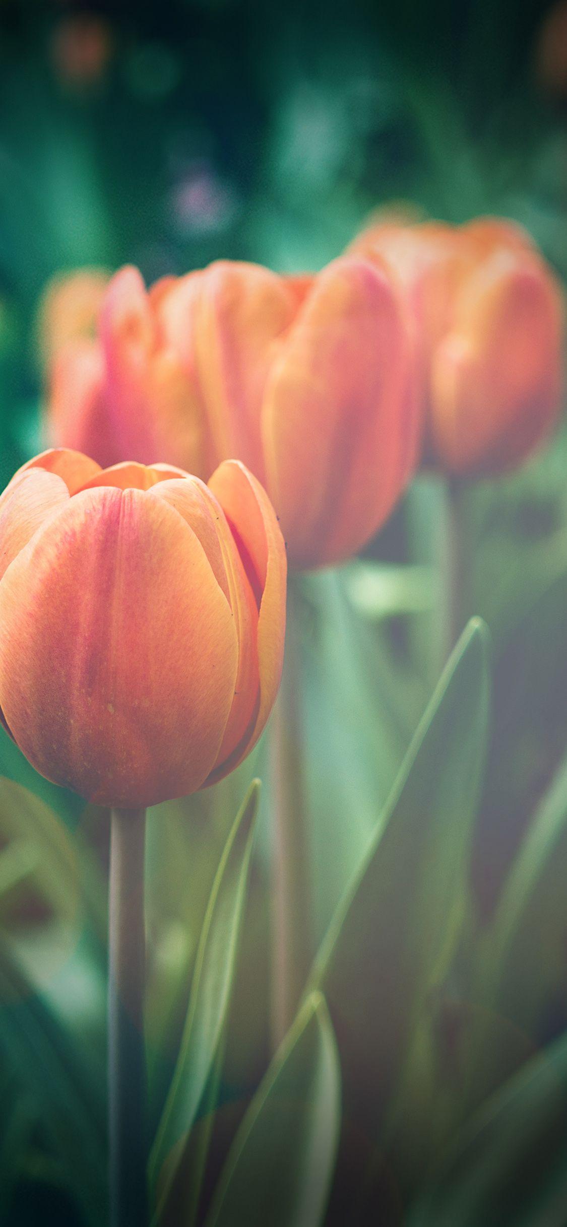 1125x2436 iPhoneXpapers tulip green vignette love nature