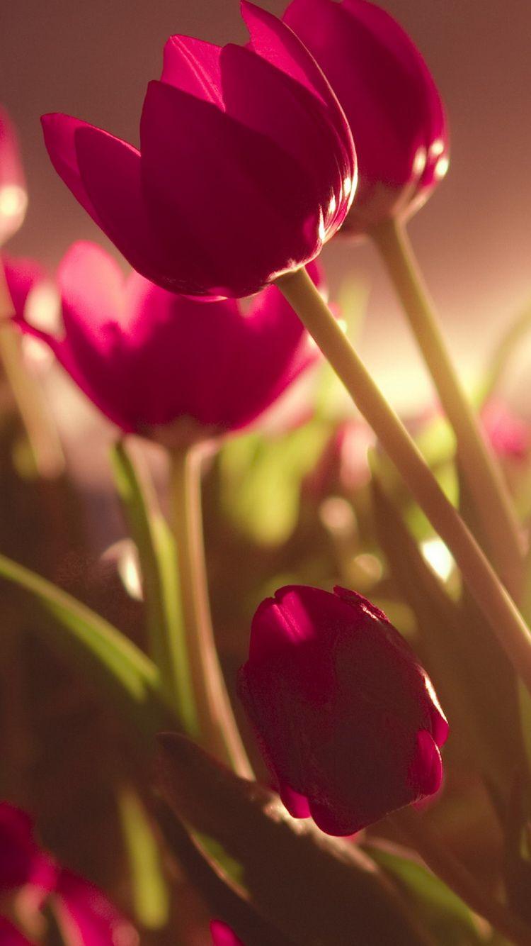 iPhone Tulip Wallpapers - Top Free iPhone Tulip Backgrounds