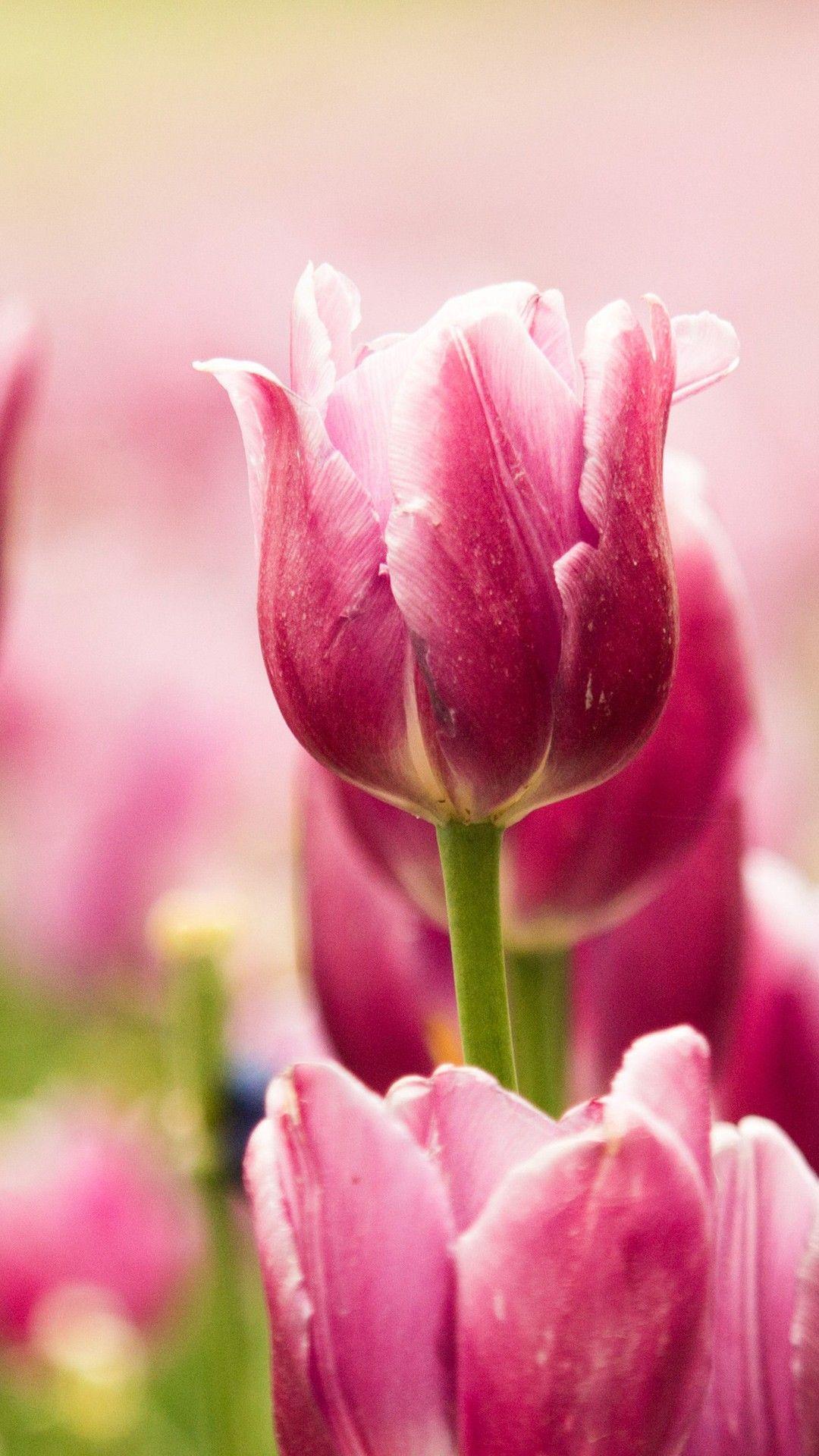 1080x1920 Pink Tulips iPhone 6
