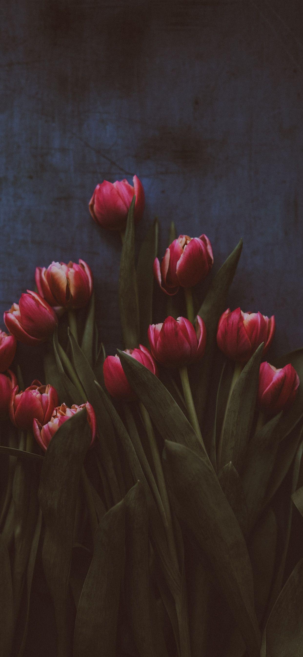 1242x2688 Red tulips, darkness iPhone XS Max, X 3GS wallpaper download