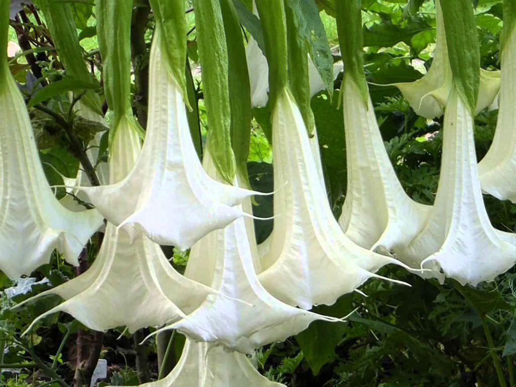 1024x768 Brugmansia arborea (Angel's Trumpet) #brugmansia #plantopedia #FloweringPlant #flowers #FloweringPlants #flower #bloo. Perennial herbs, Planting flowers, Flowers