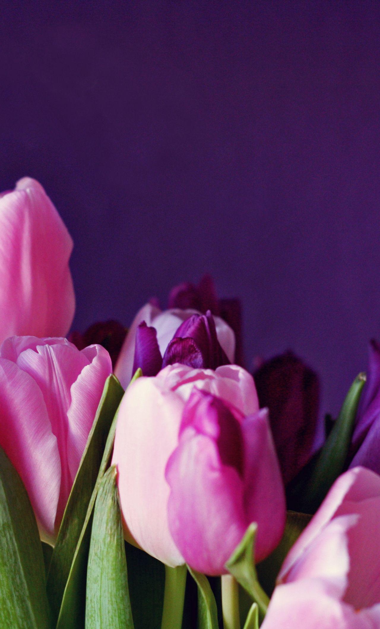 1280x2120 Download Colorful, tulip, flowers wallpaper, 1280x iPhone 6 Plus