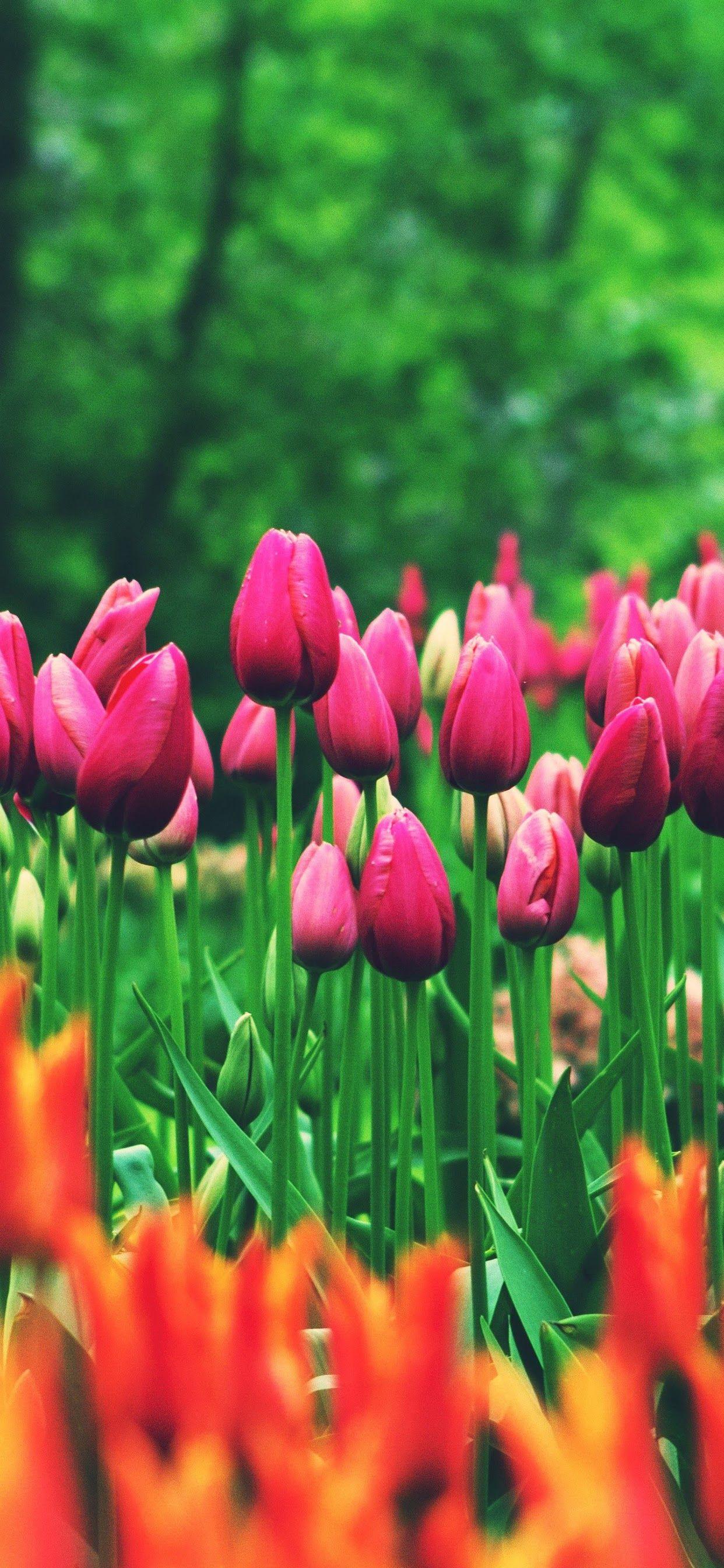 1242x2688 Flower Field Tulips 8K 7680x4320 Wallpaper