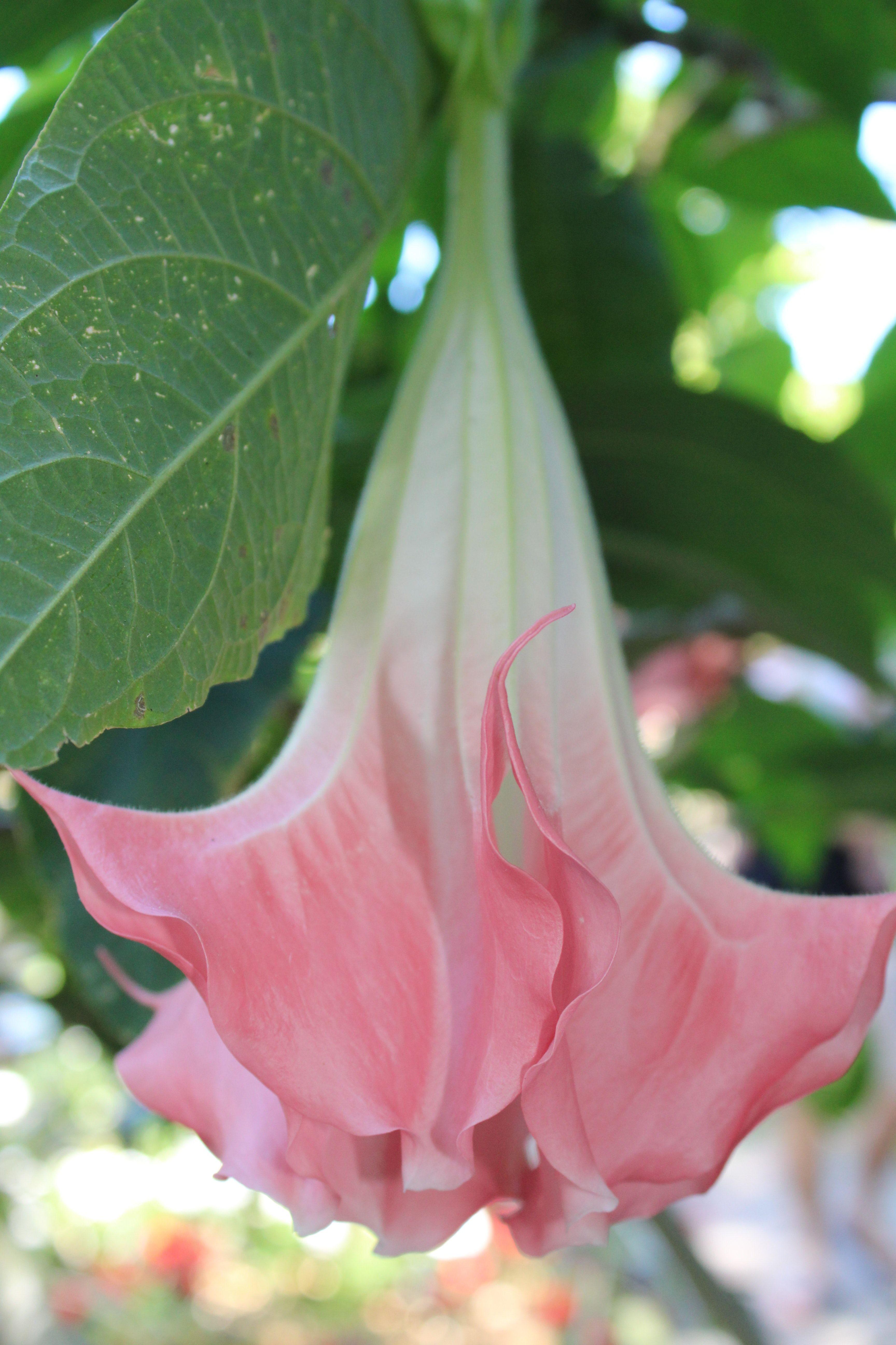 3456x5184 Free of Angel trumpet flower