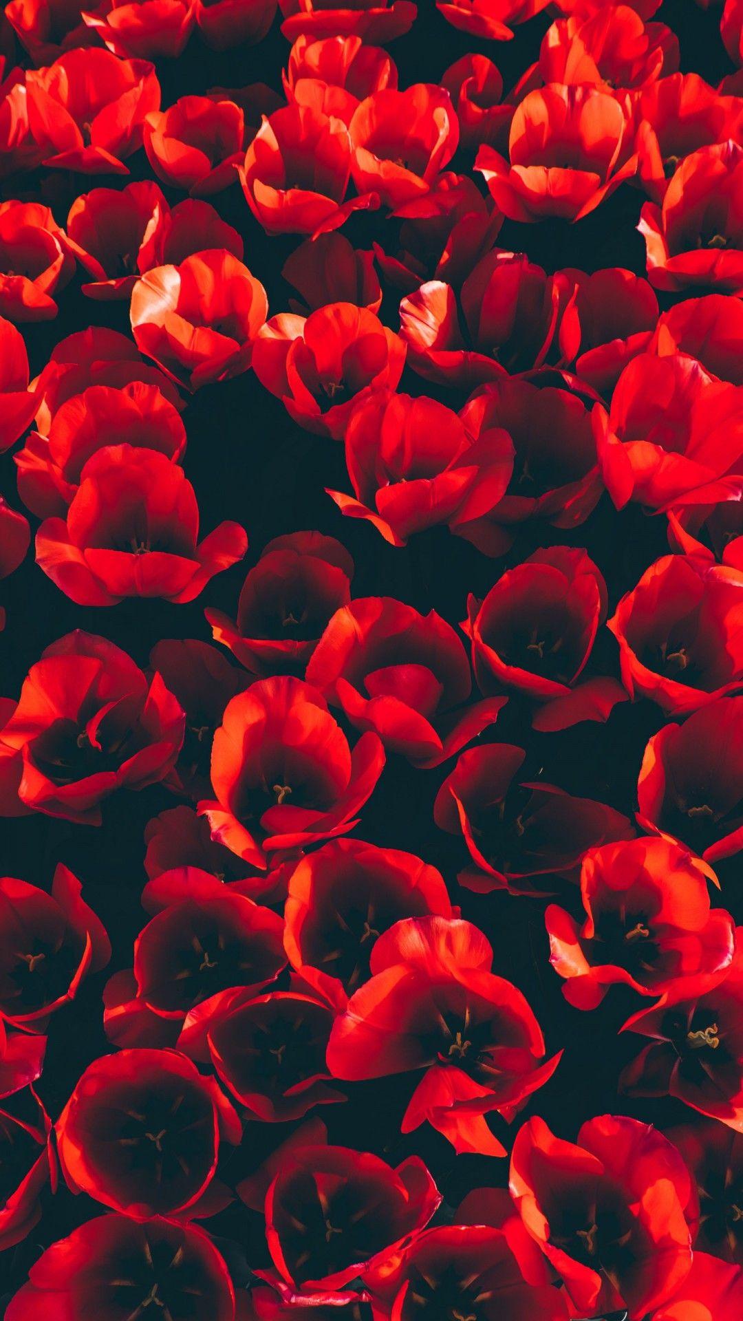 1080x1920 Red Tulip Flowers 4K Wallpaper