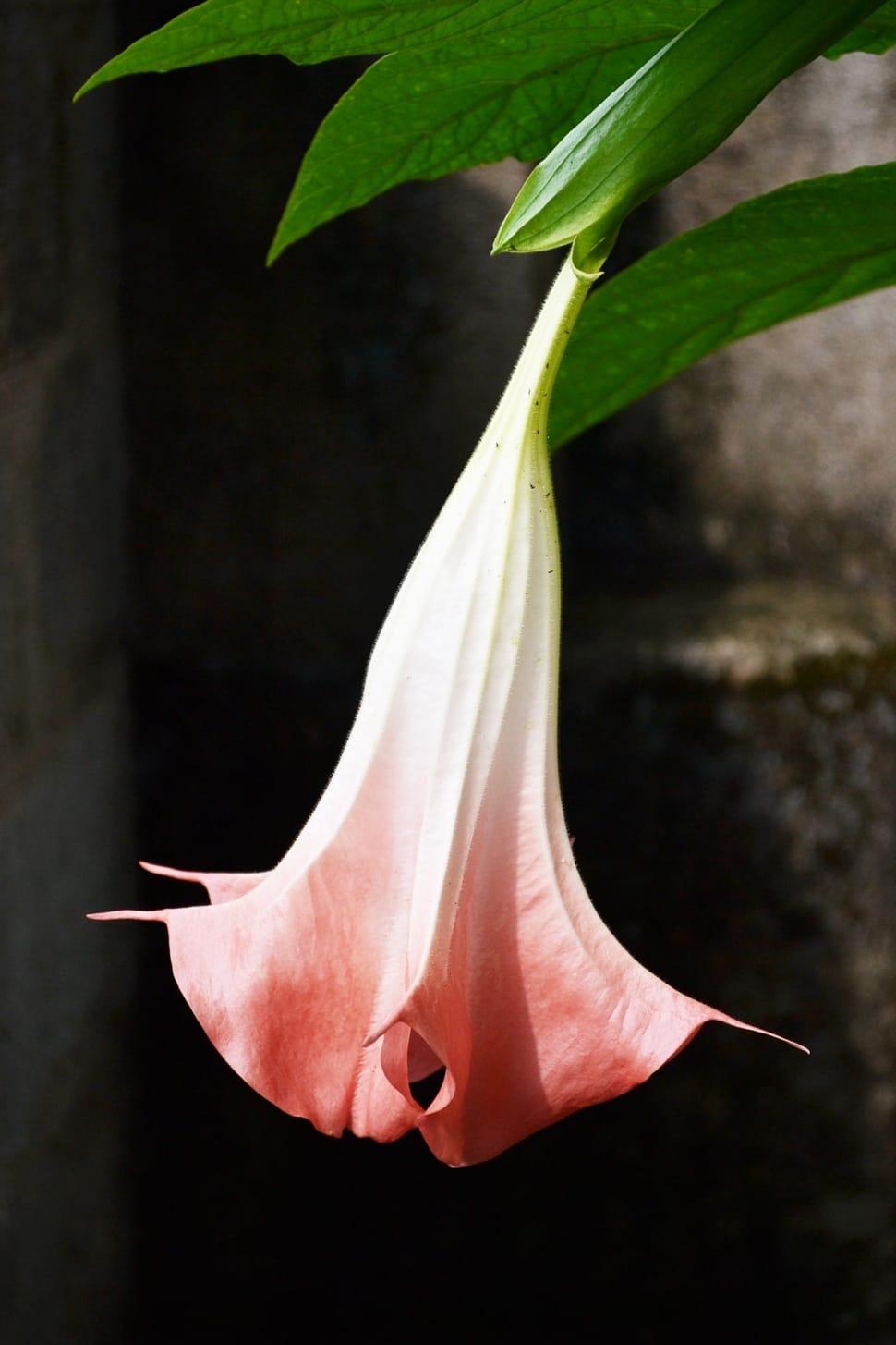 970x1455 pink angel's trumpet flower free image