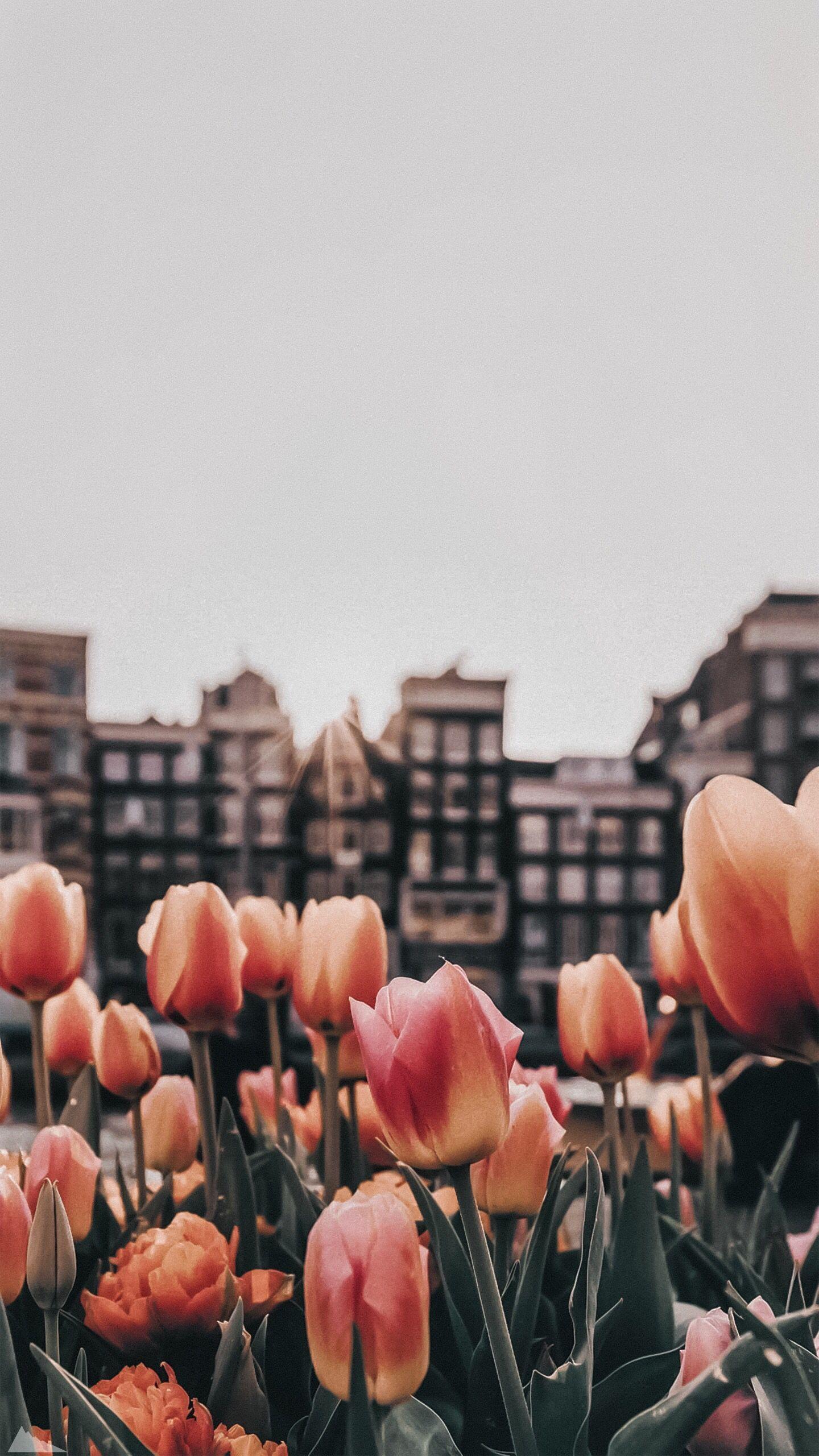 1440x2560 Garden design #tulips #wallpaper tulips wallpaper, purple tulips, tulip illustration, blue tuli. Flower phone wallpaper, Flower wallpaper, Photography wallpaper