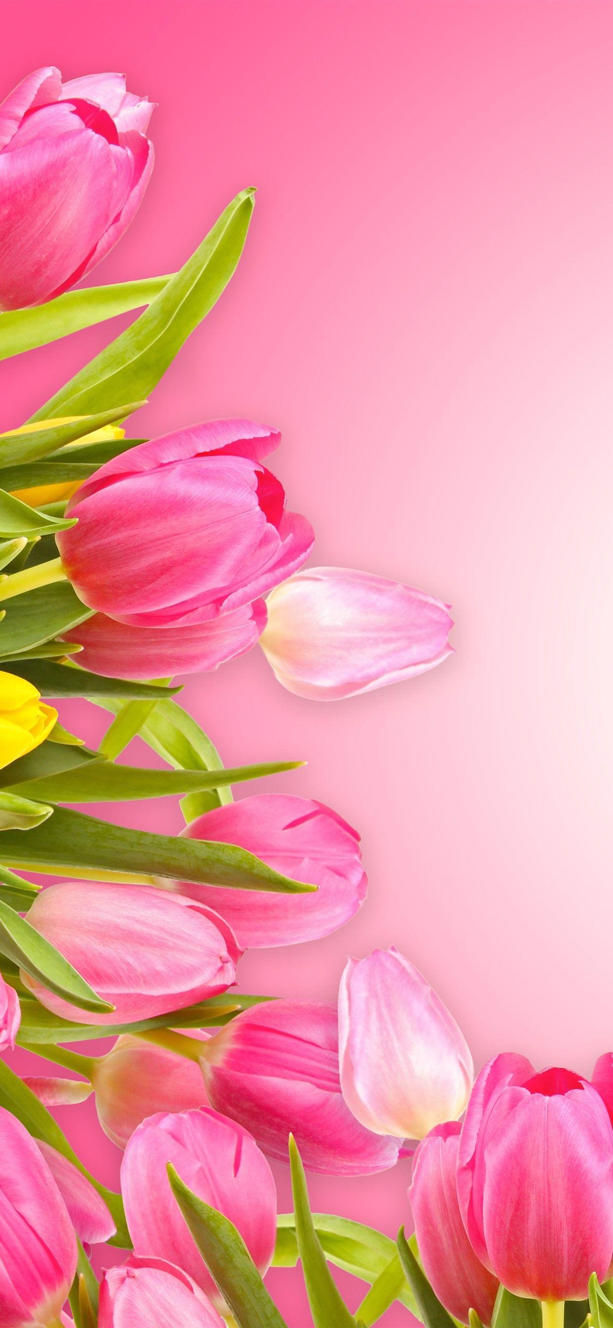 1242x2688 Pink Tulip Wallpaper