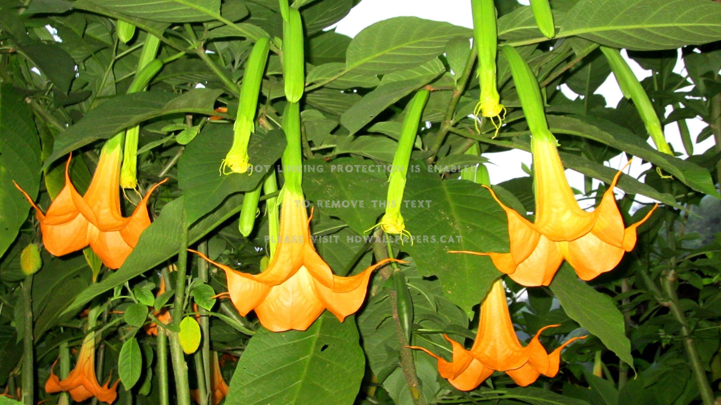Angel Trumpet Wallpapers - Top Free Angel Trumpet Backgrounds ...