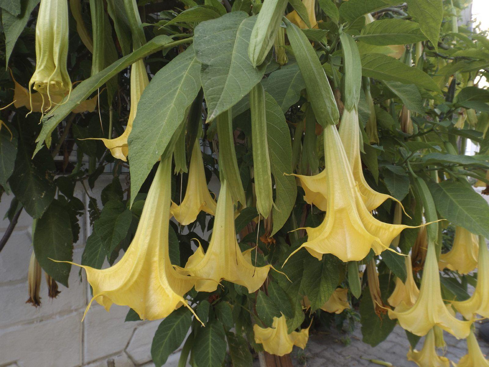 1600x1200 Brugmansia Pests And Diseases Issues Affecting Brugmansia Plants