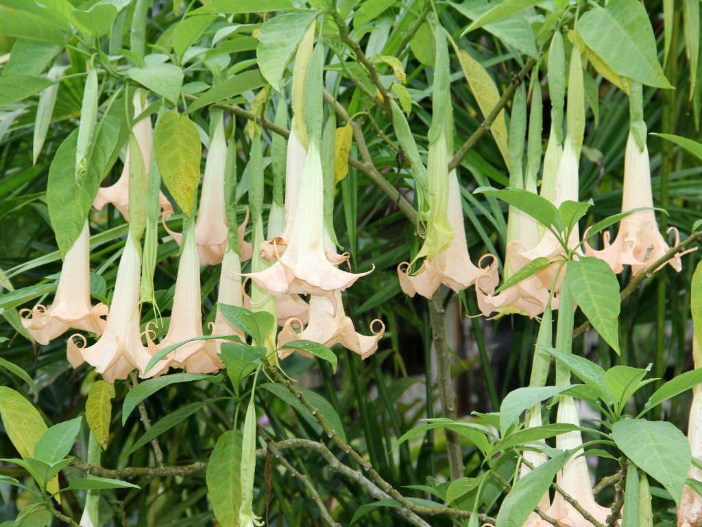 1024x768 Brugmansia arborea (Angel's Trumpet). World of Flowering Plants