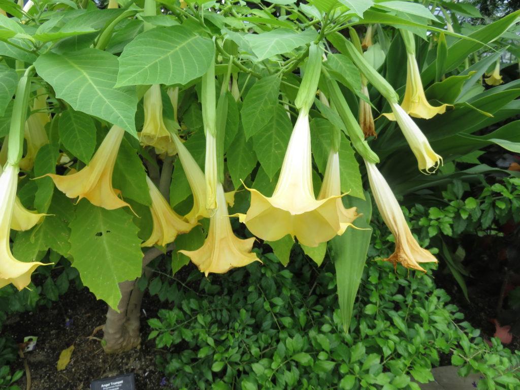 1024x768 Growing Angel Trumpet (Brugmansia). What Grows There - Hugh Conlon, Horticulturalist, Professor, Lecturer, and Gardener