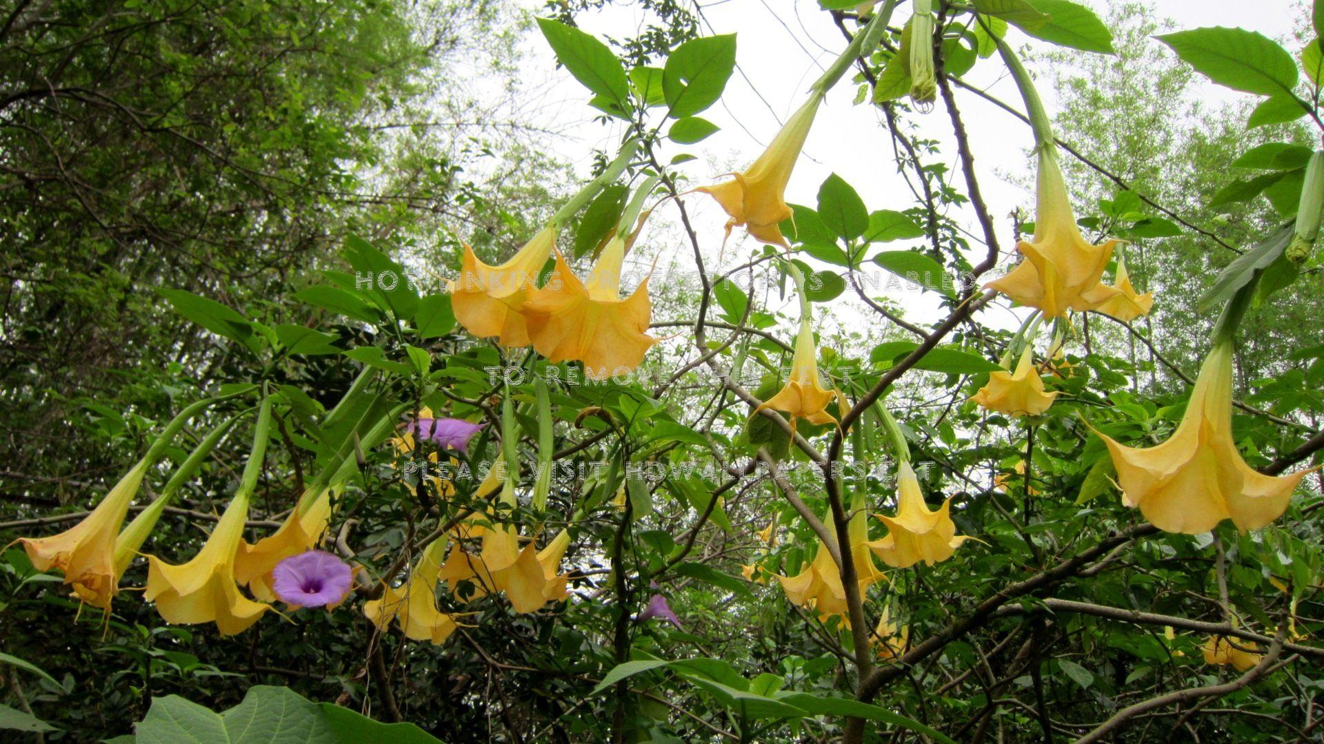 1920x1080 angel's trumpet yellow datura x candida