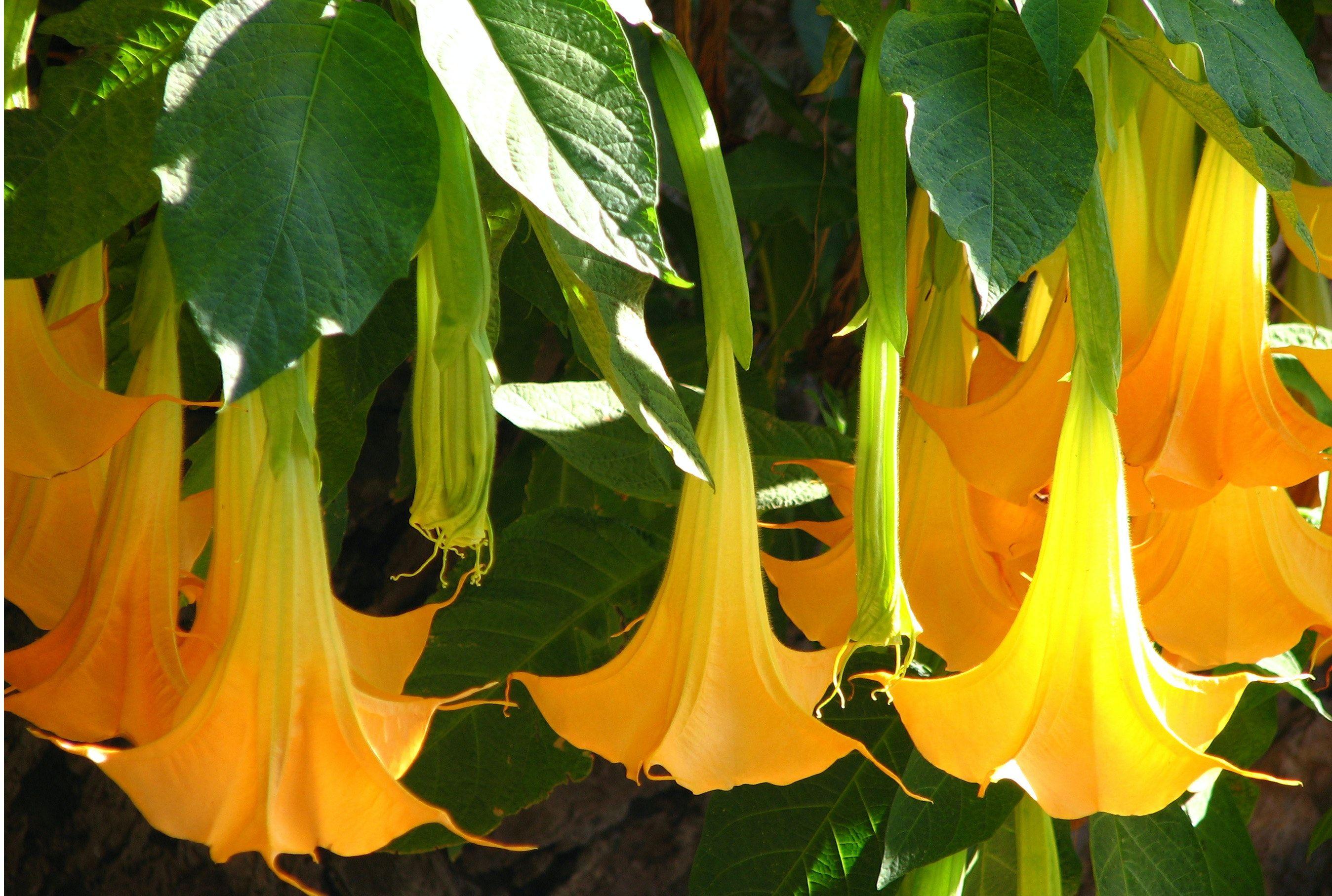 Angel Trumpet Wallpapers - Top Free Angel Trumpet Backgrounds ...