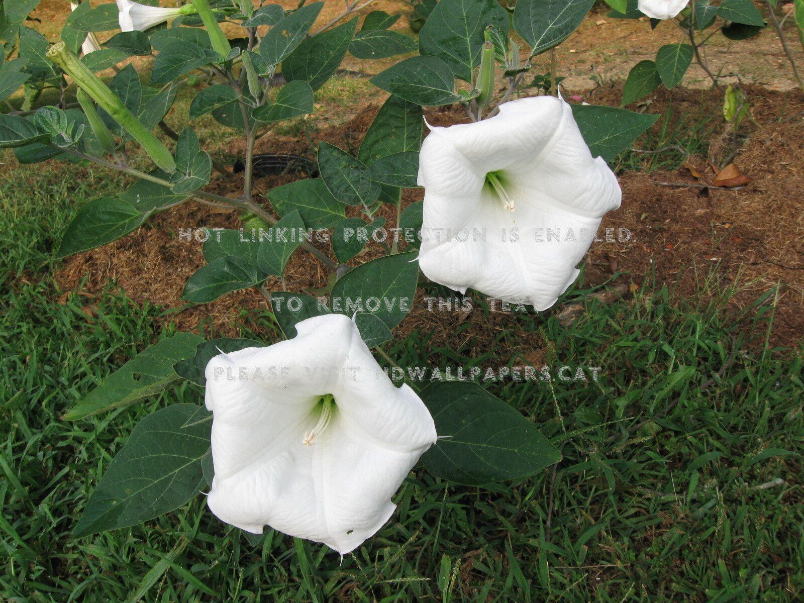 1600x1200 datura aka angel's trumpet nature garden