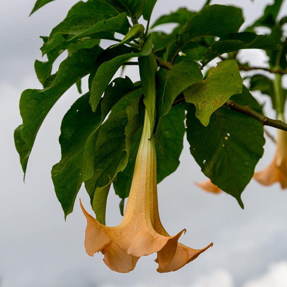 1200x1200 How to Grow Brugmansia (Angel's Trumpet) Indoors or Outdoors and Garden