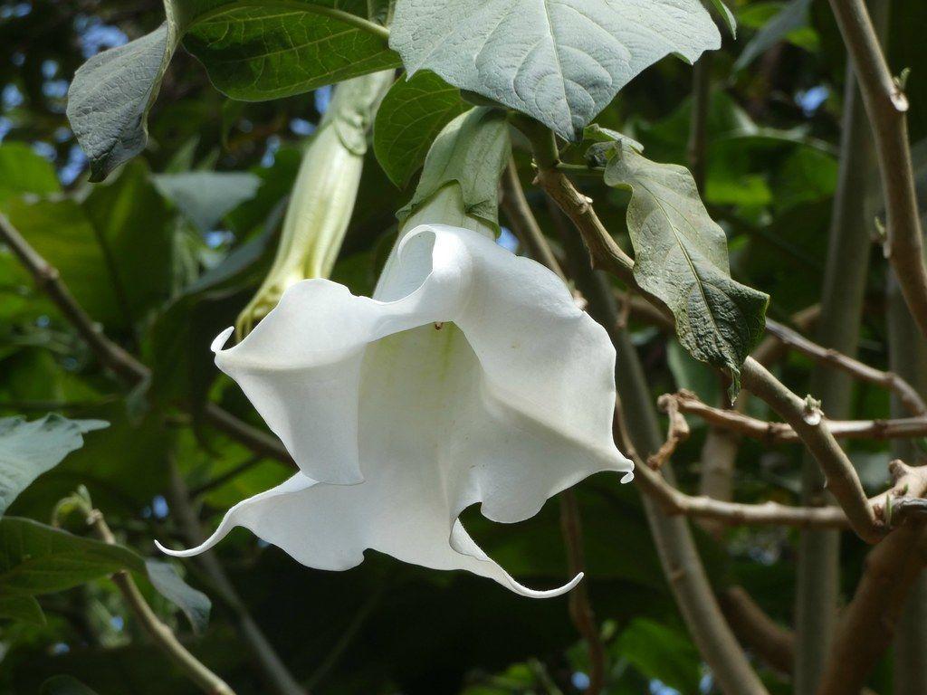 1024x768 Brugmansia suaveolens angel's trumpet. Tanzania Kar