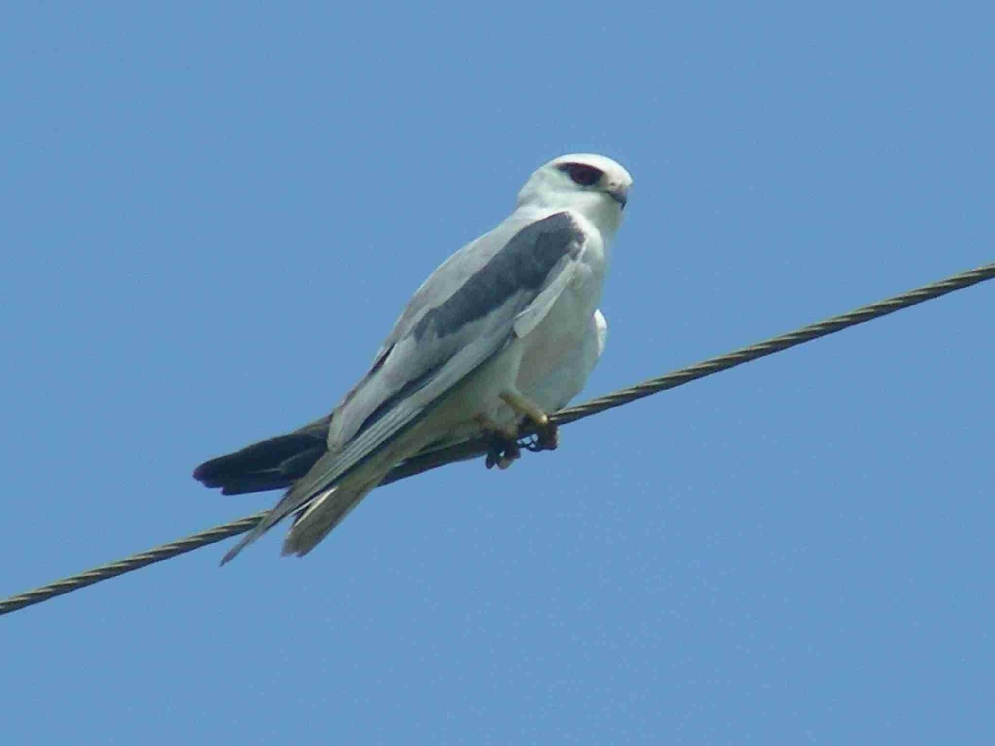 2048x1536 Black Shouldered Kite Wallpaper. Kite Hunter X Hunter Wallpaper, Kite Wallpaper And Hack Kite Wallpaper