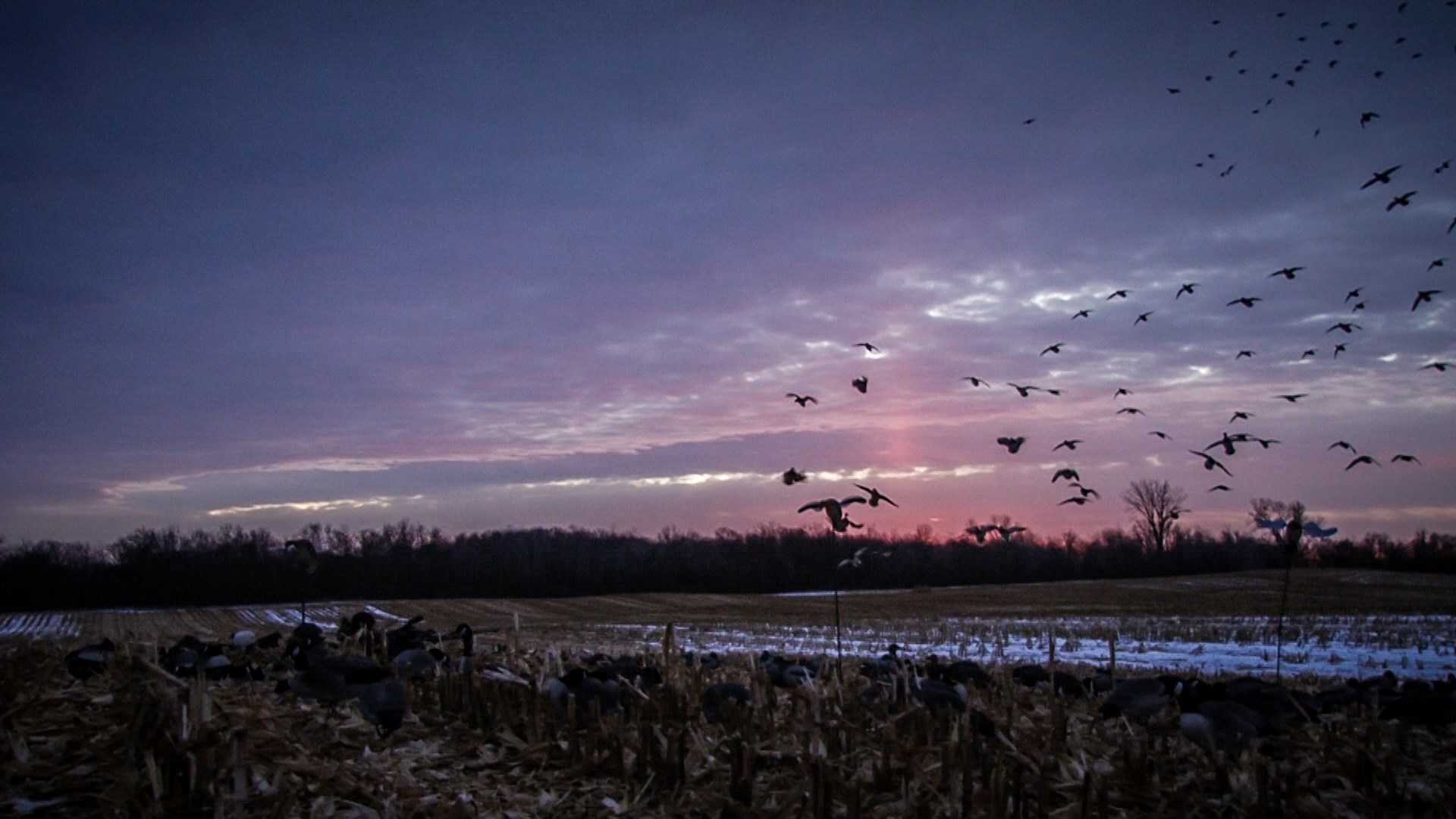 duck hunting wallpaper for iphone