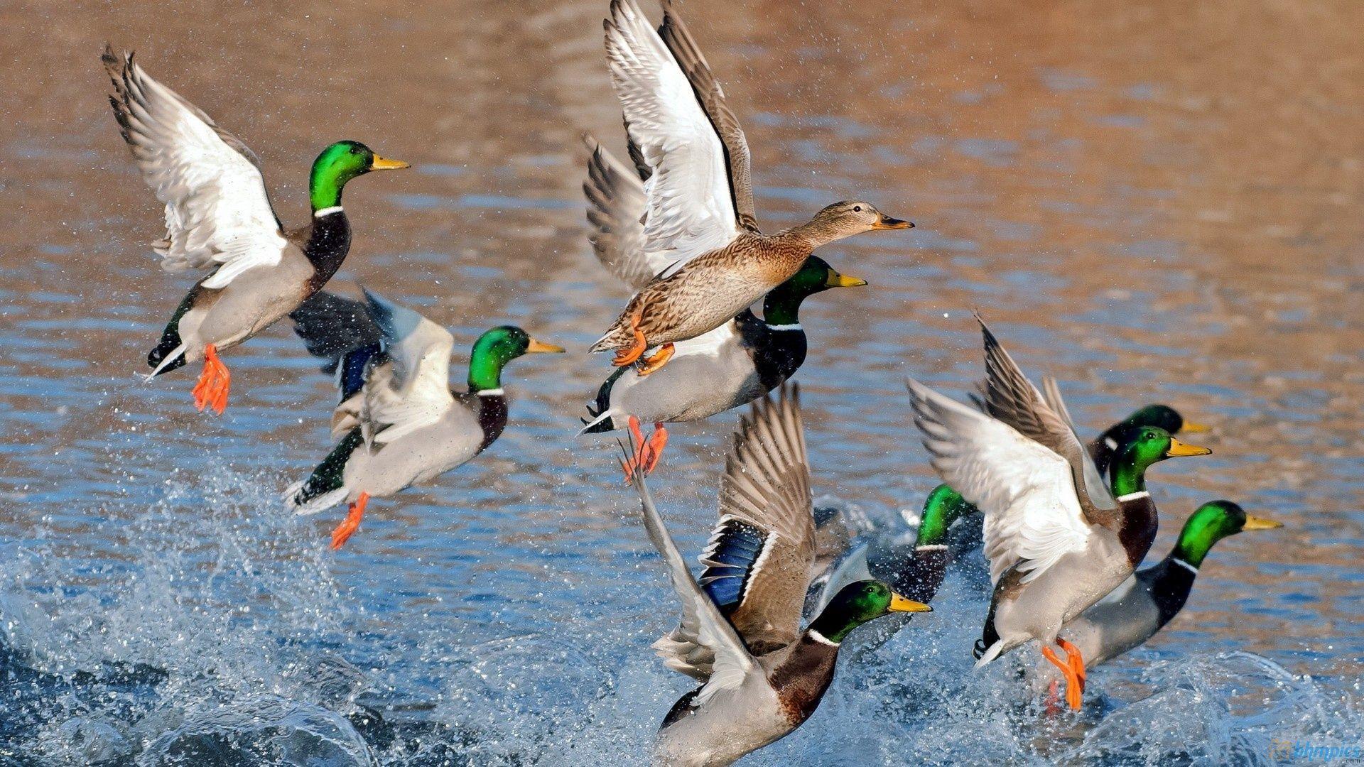 1920x1080 Duck Hunting Wallpaper Free Download. All